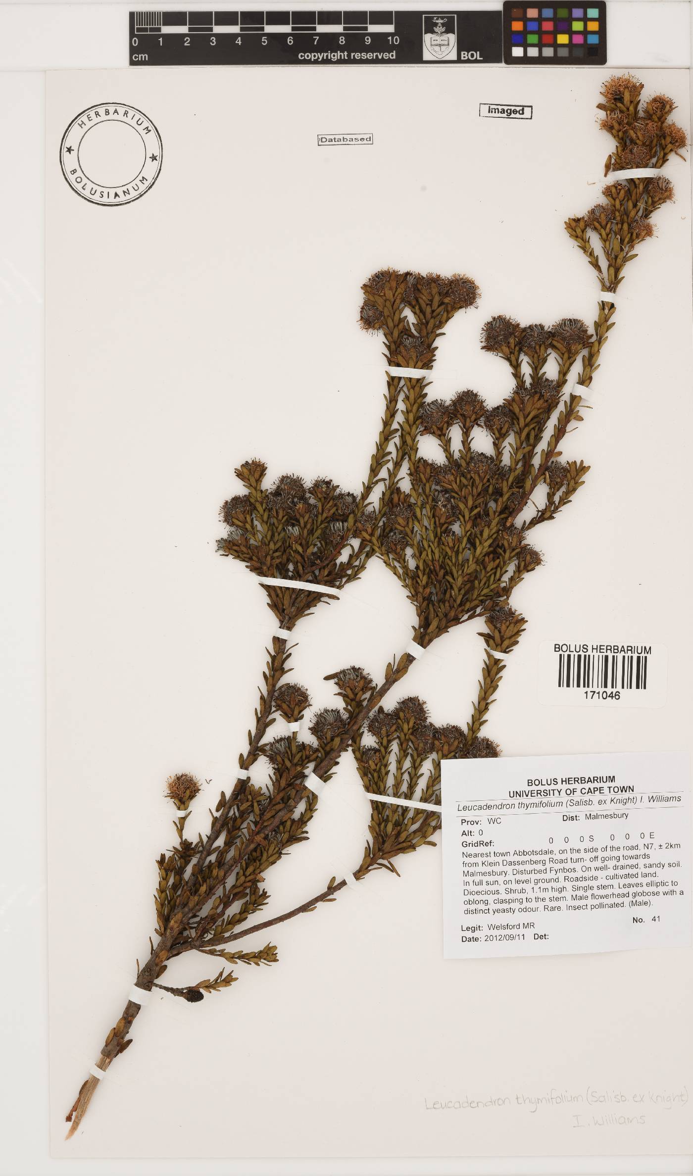 Leucadendron thymifolium image