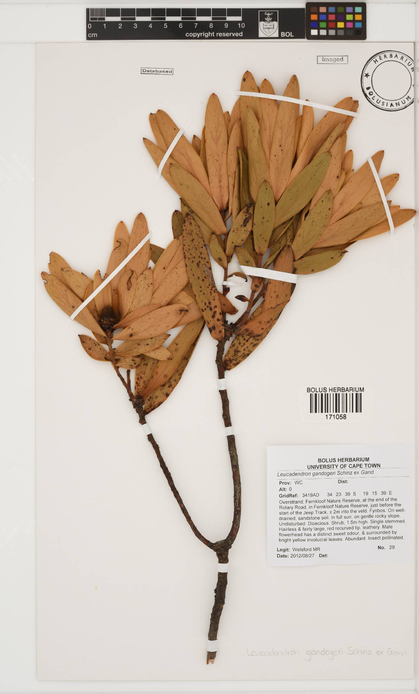 Leucadendron gandogeri image