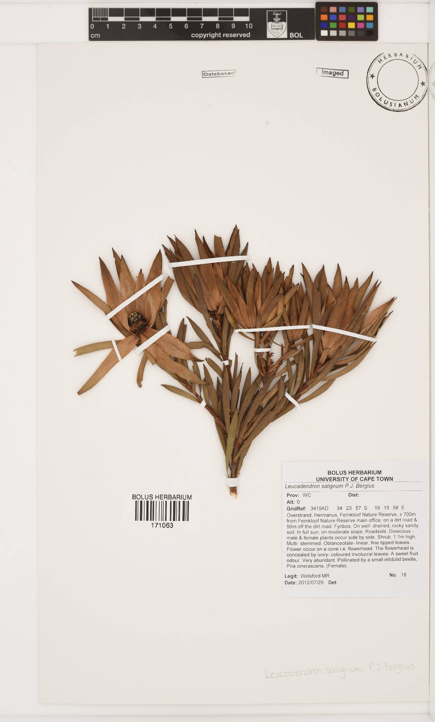 Leucadendron salignum image