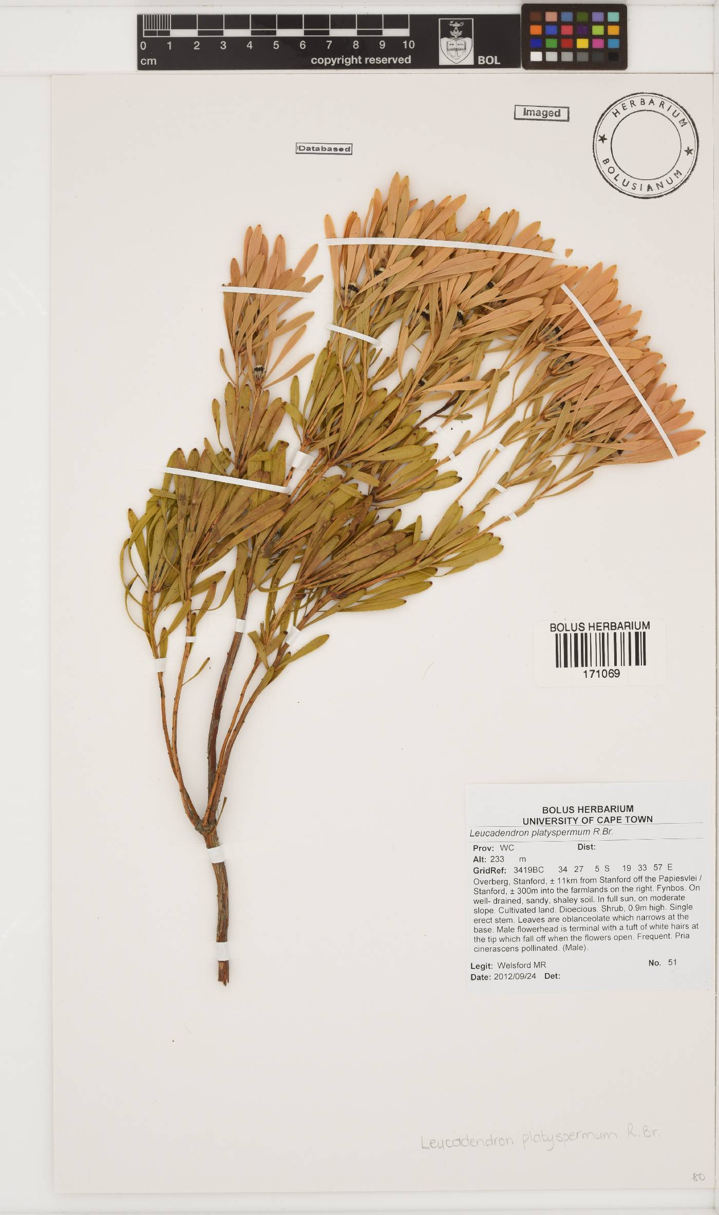 Leucadendron platyspermum image