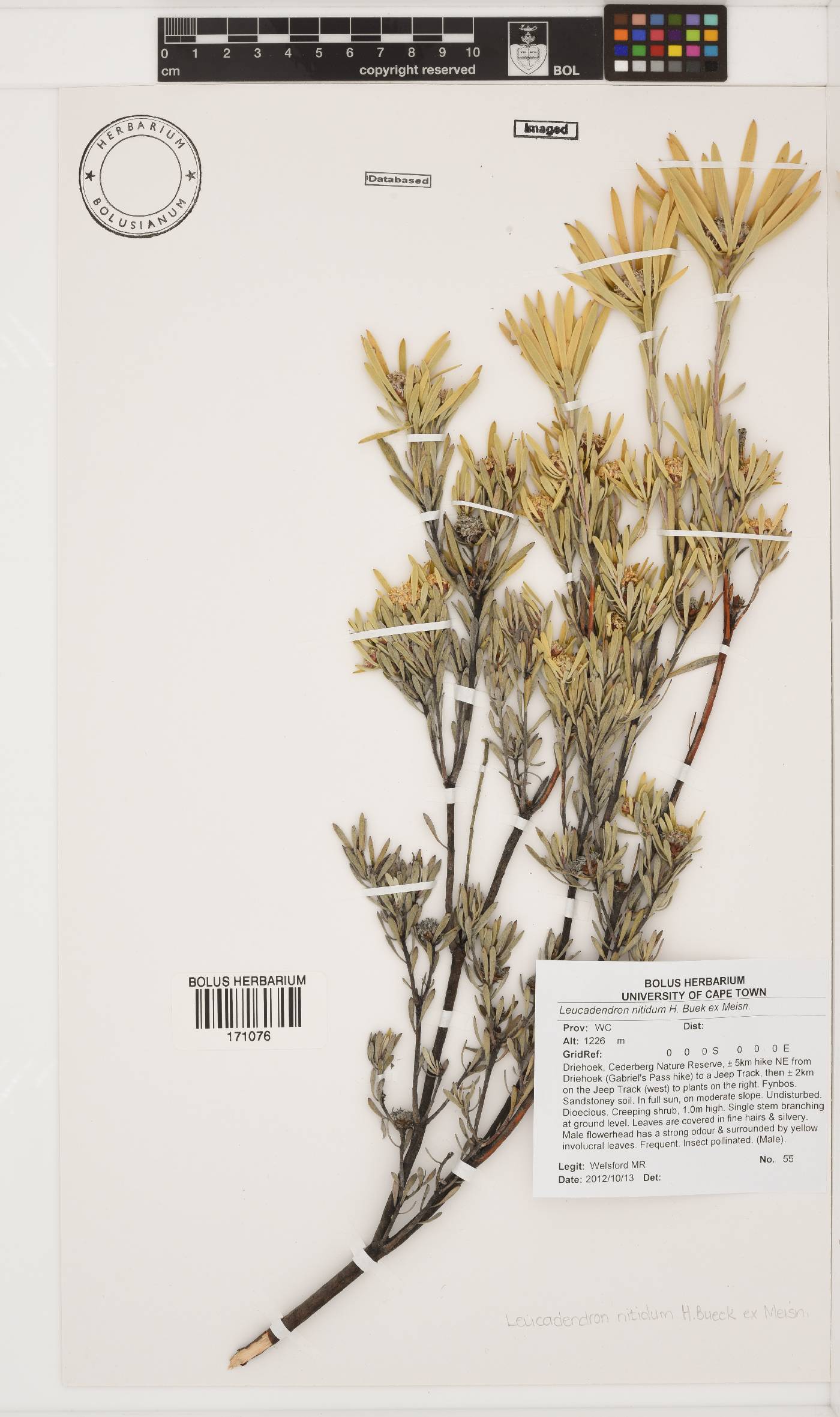 Leucadendron nitidum image