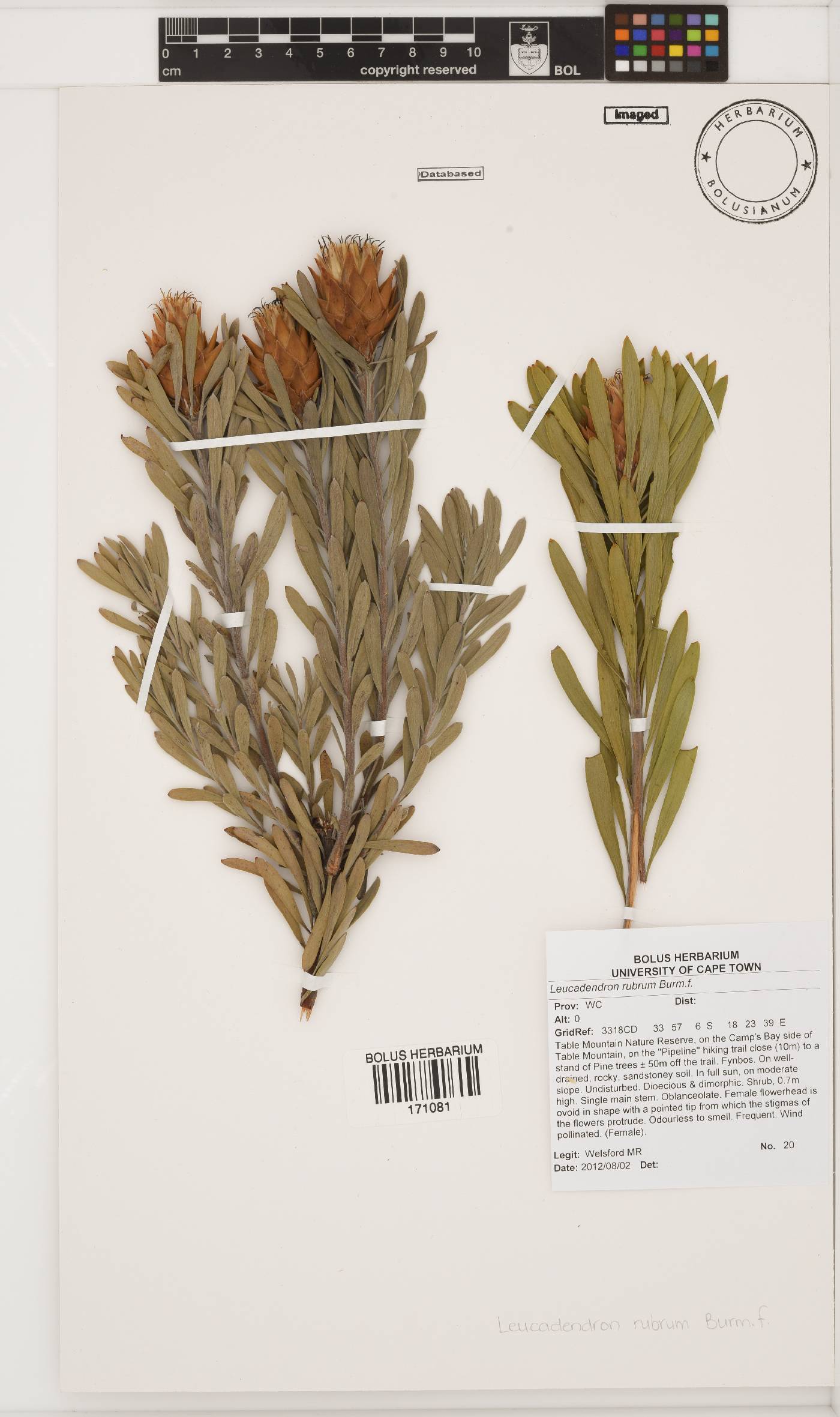 Leucadendron rubrum image