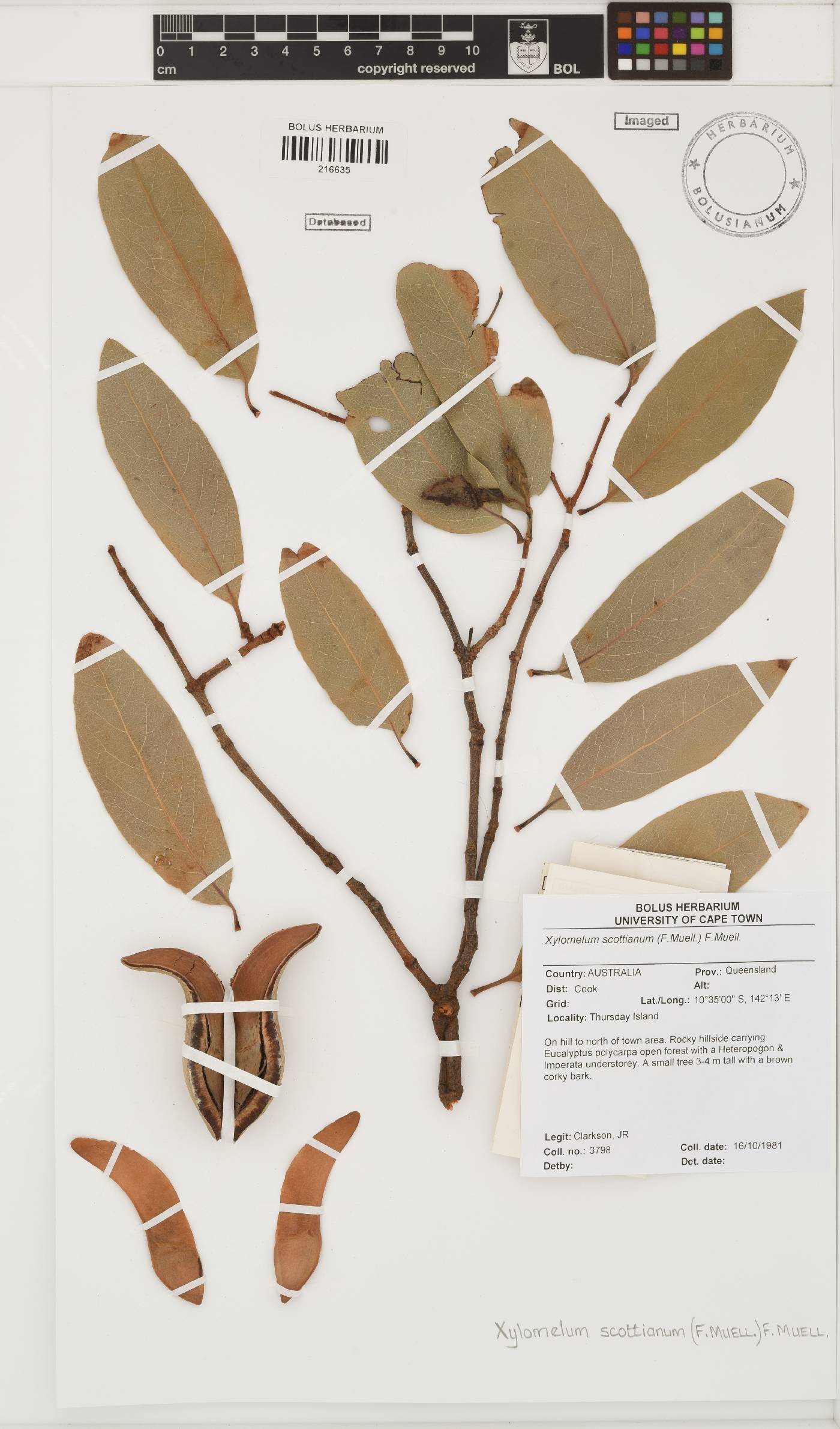 Xylomelum scottianum image