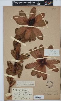 Leucadendron strobilinum image