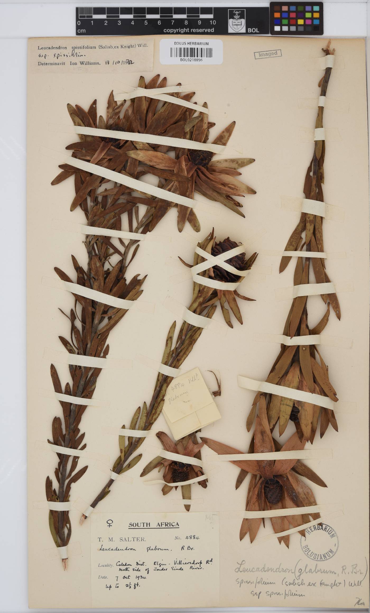 Leucadendron spissifolium subsp. spissifolium image