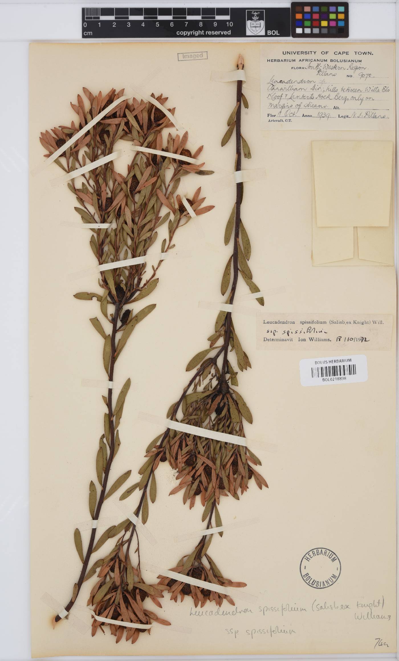 Leucadendron spissifolium subsp. spissifolium image