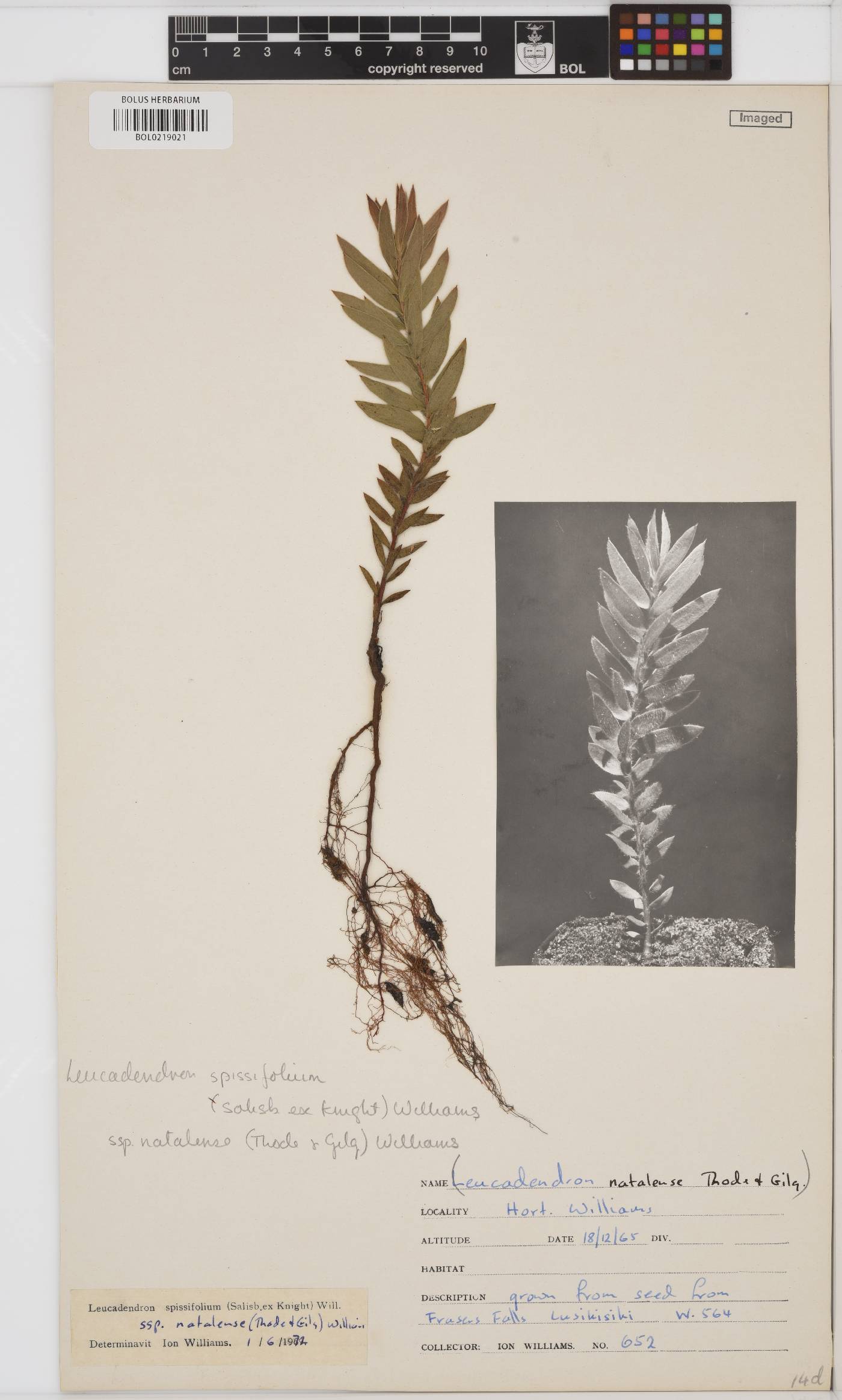 Leucadendron spissifolium subsp. natalense image