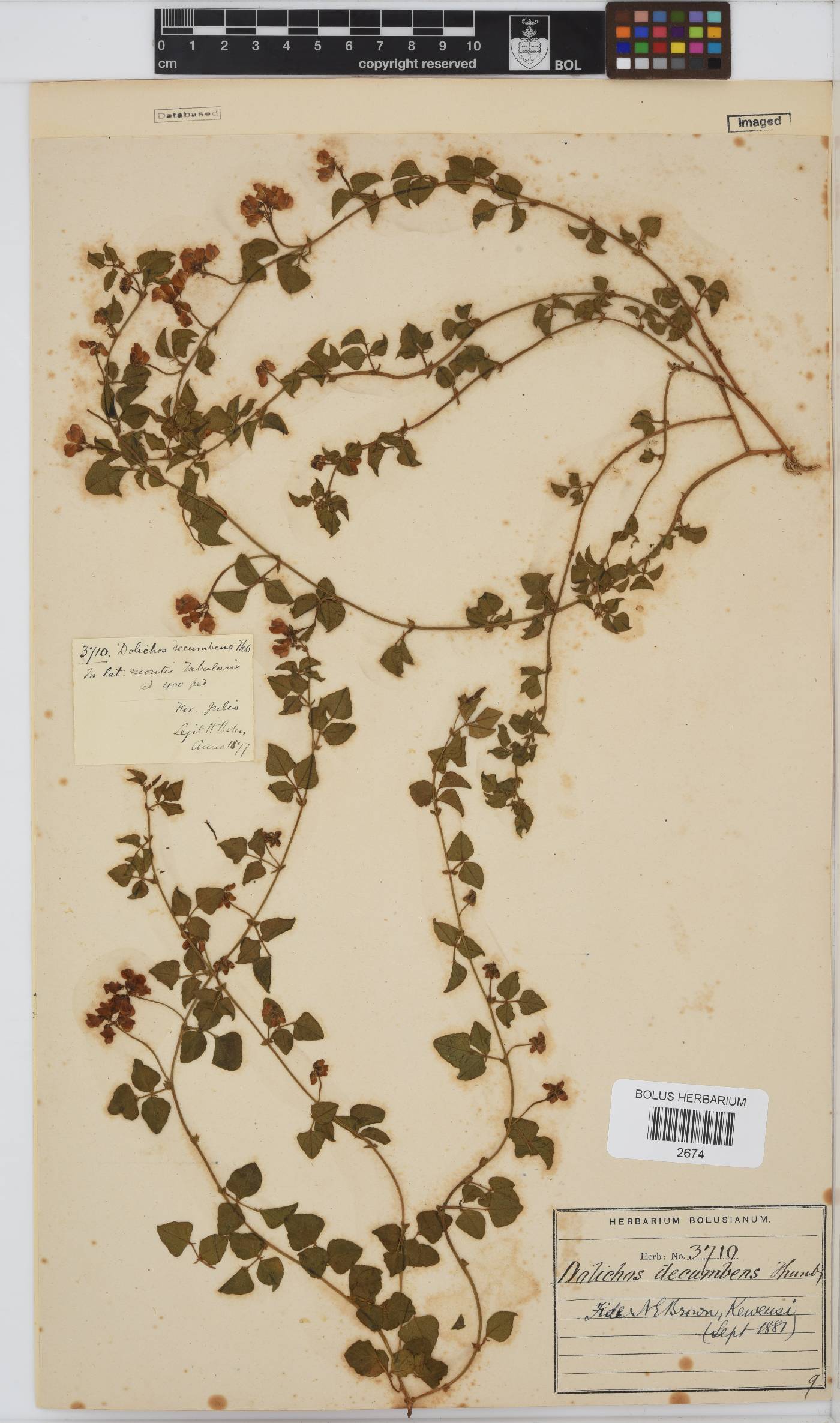 Dolichos decumbens image