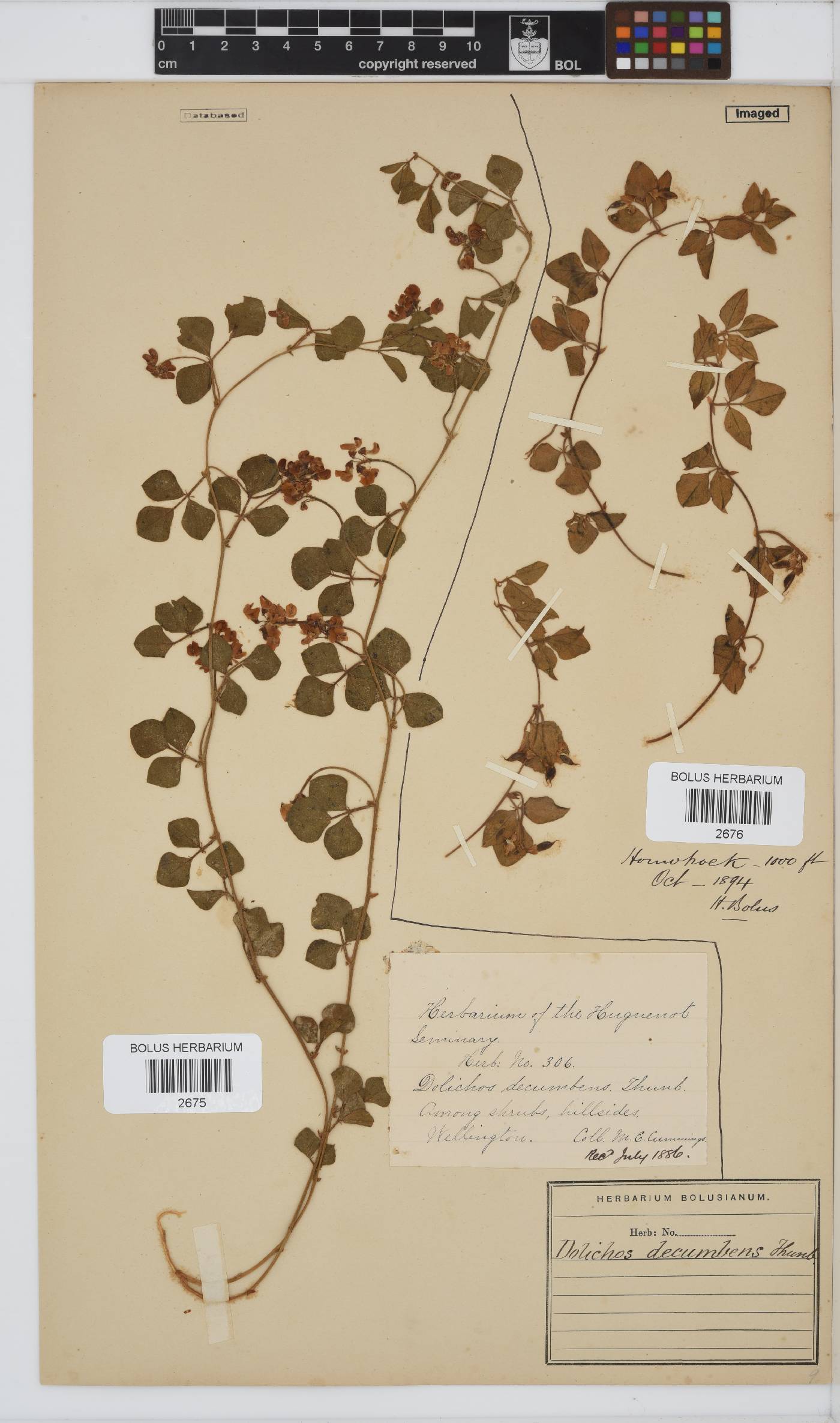 Dolichos decumbens image