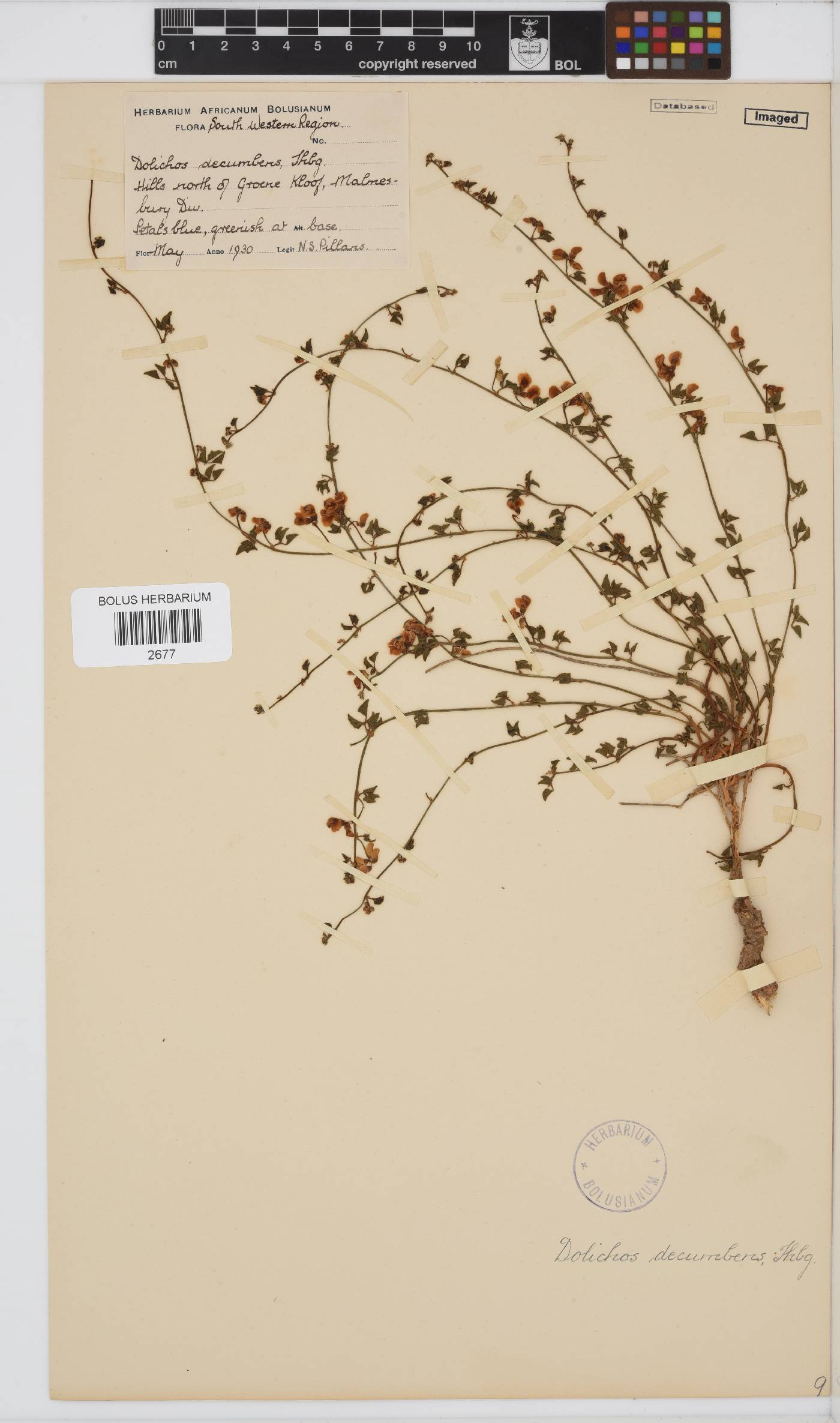 Dolichos decumbens image