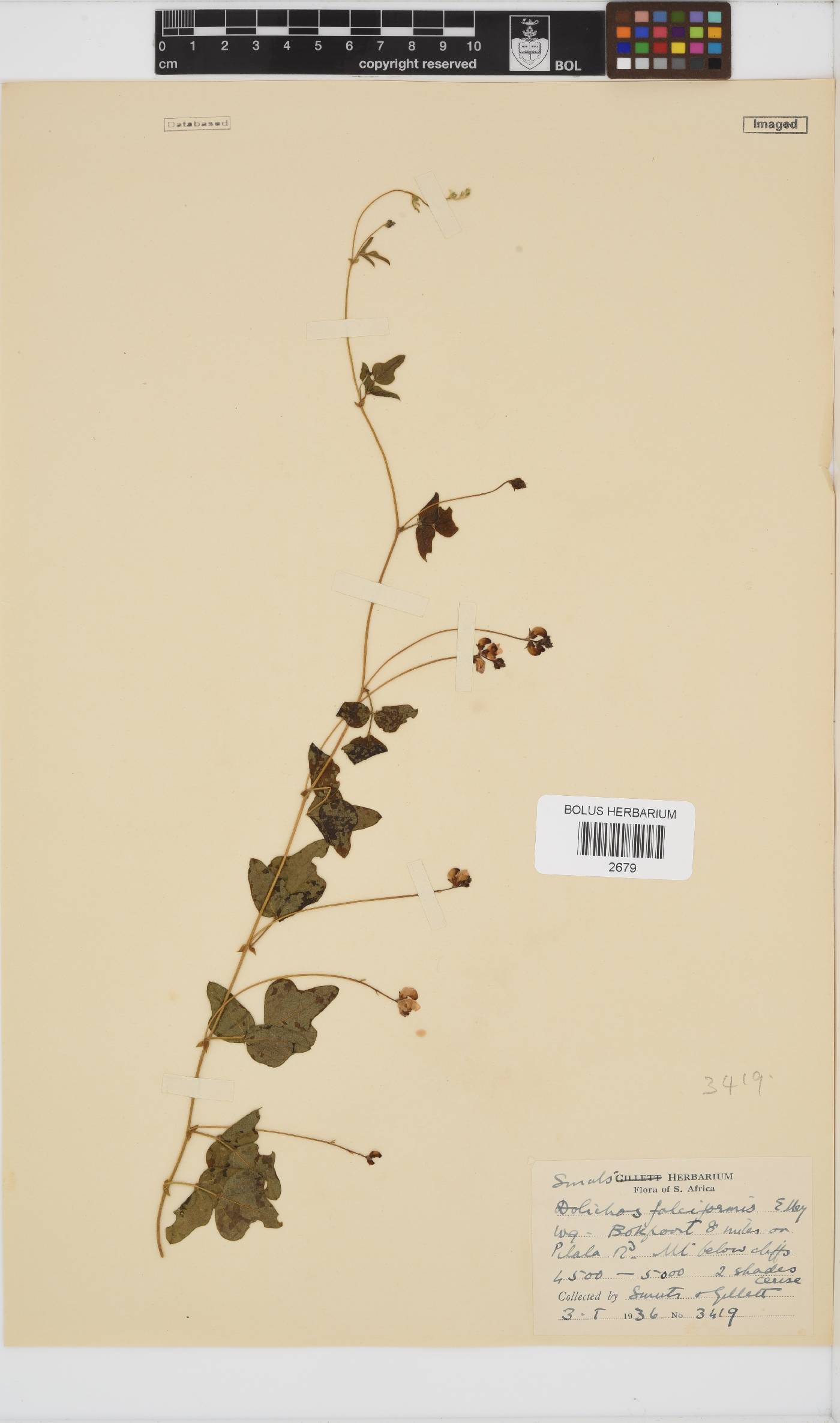 Dolichos falciformis image