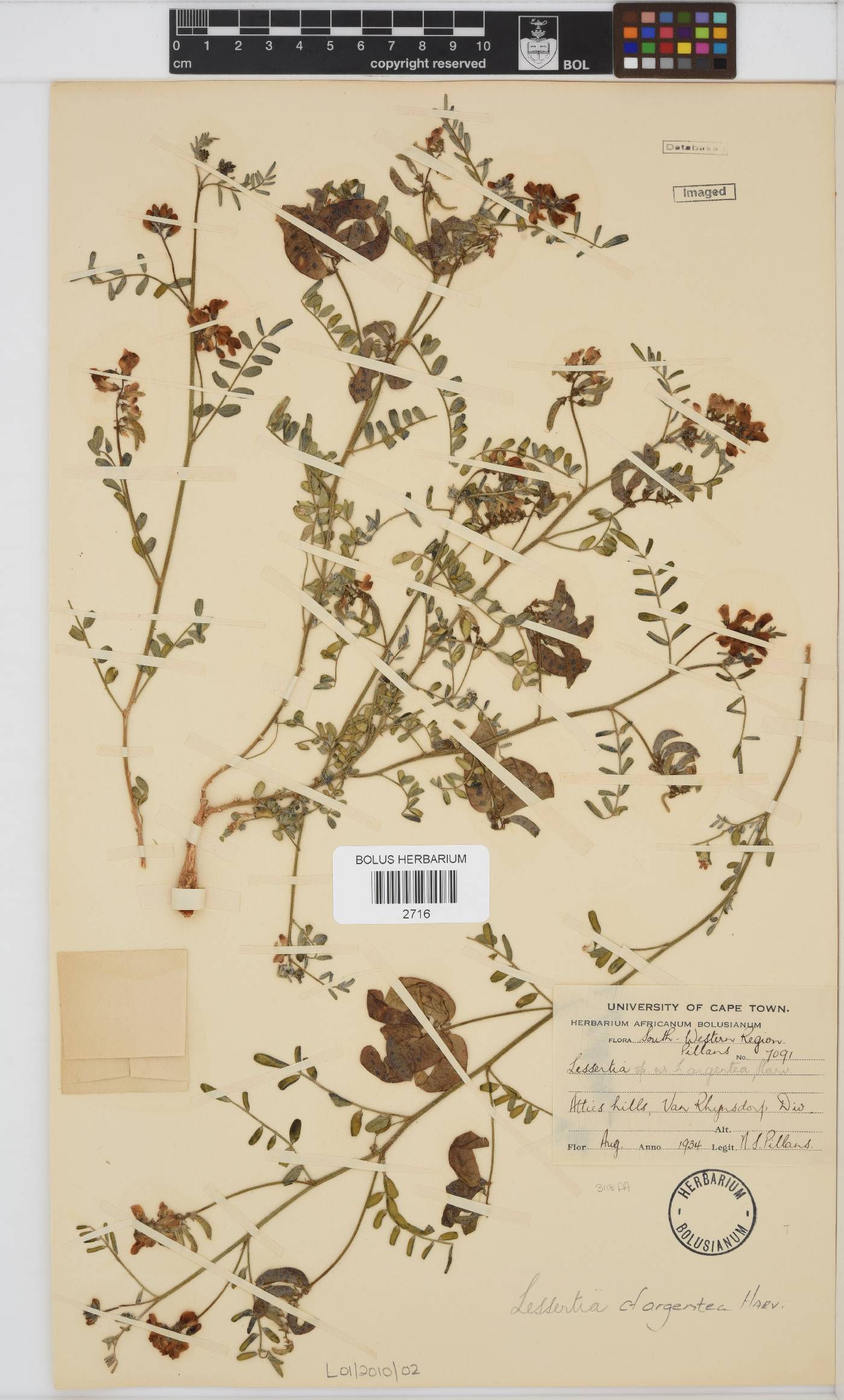 Lessertia argentea image