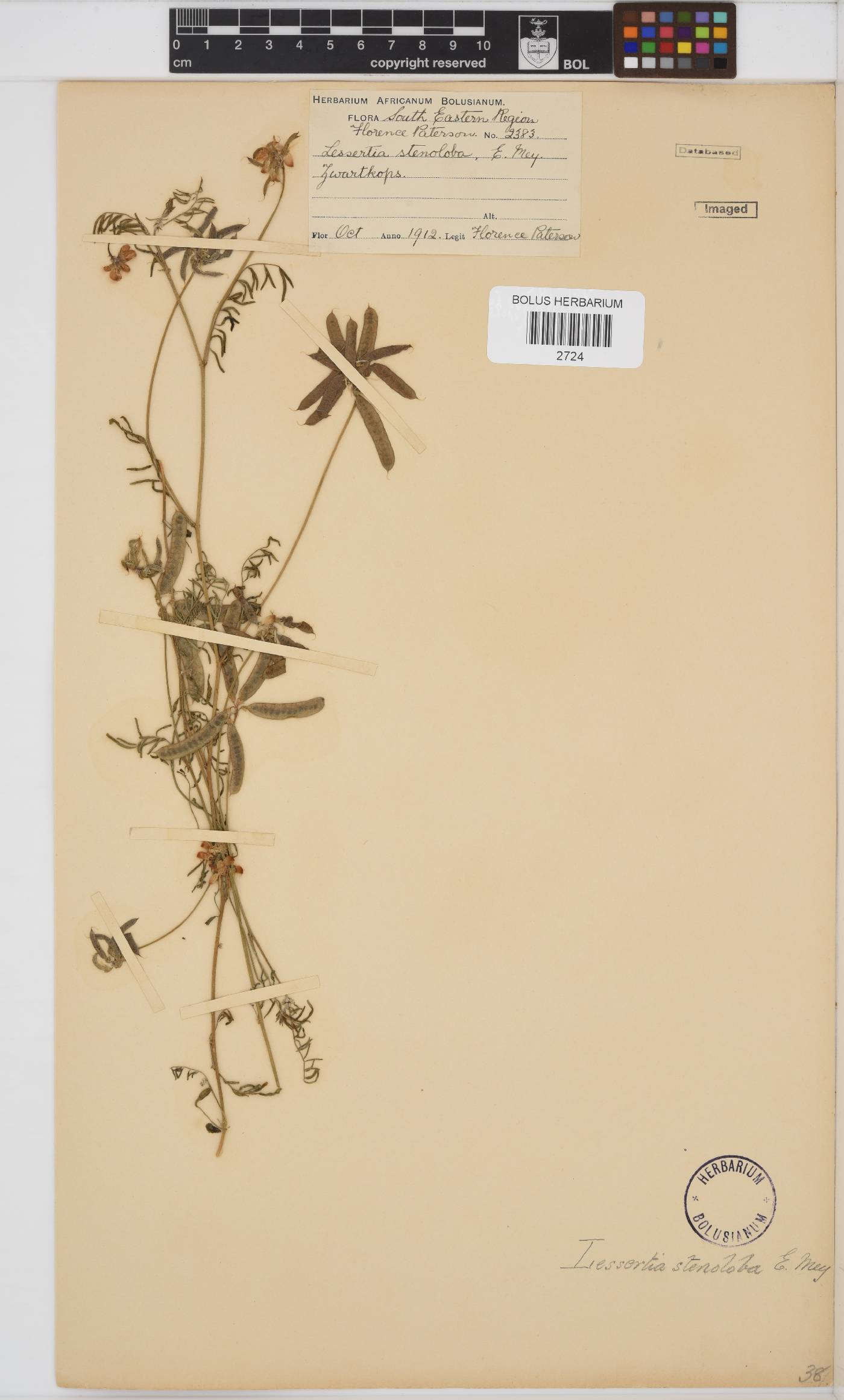 Lessertia stenoloba image