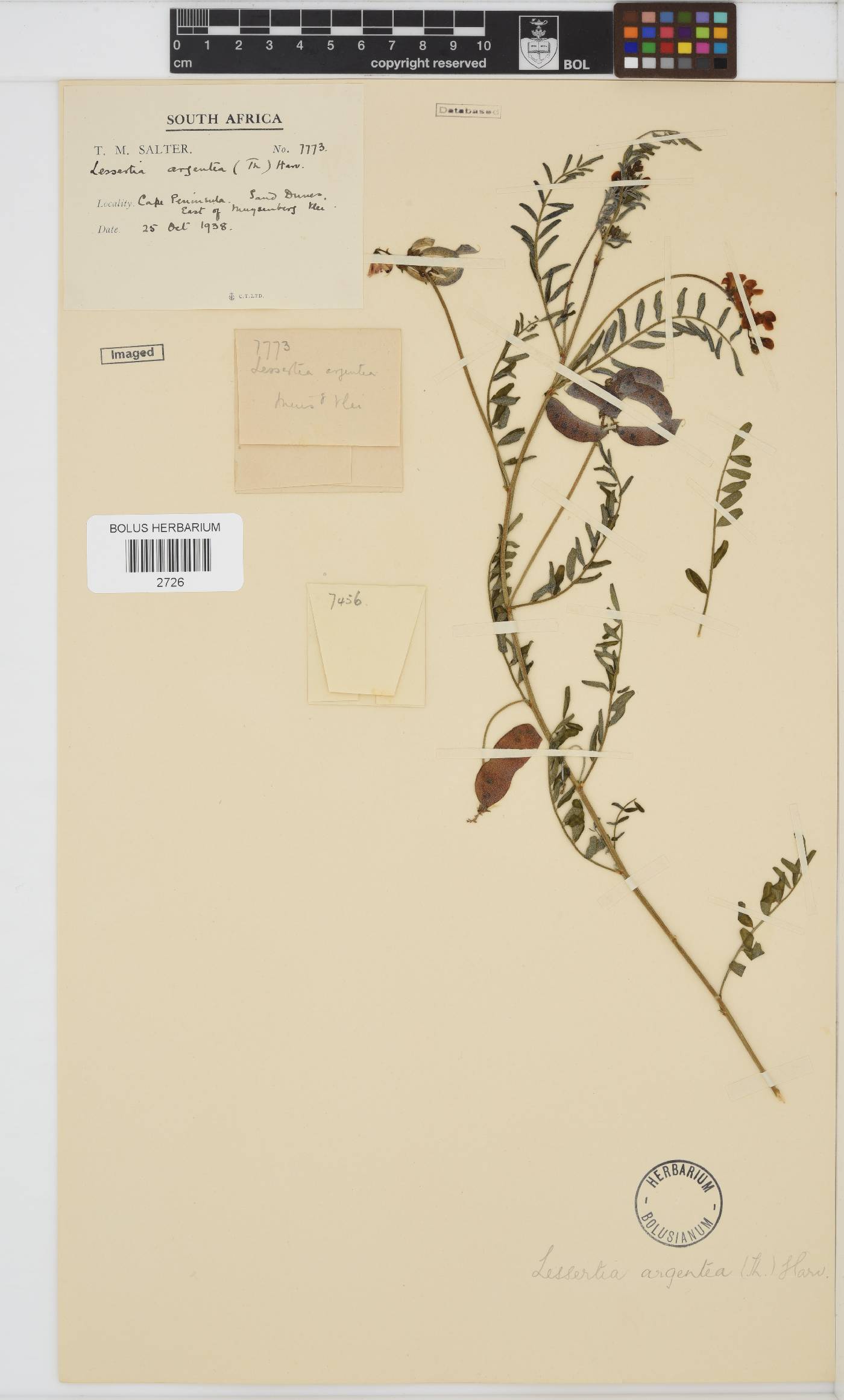 Lessertia argentea image
