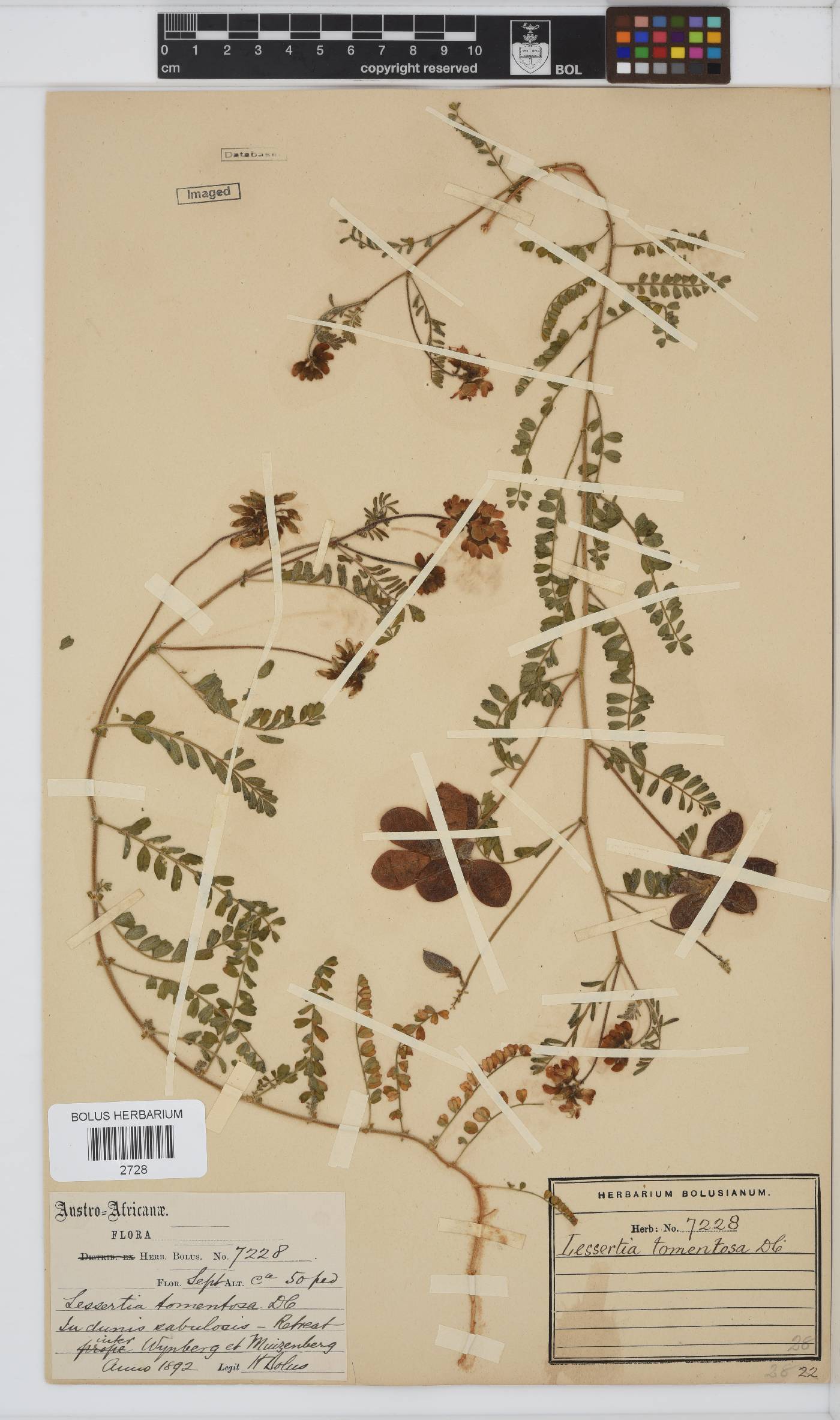 Lessertia tomentosa image