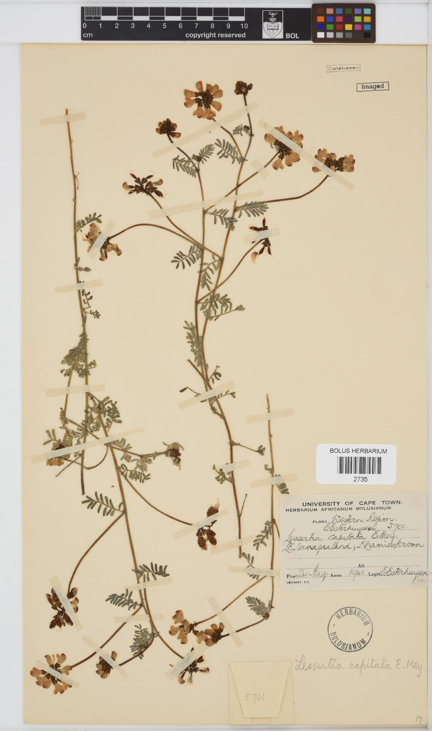Lessertia capitata image