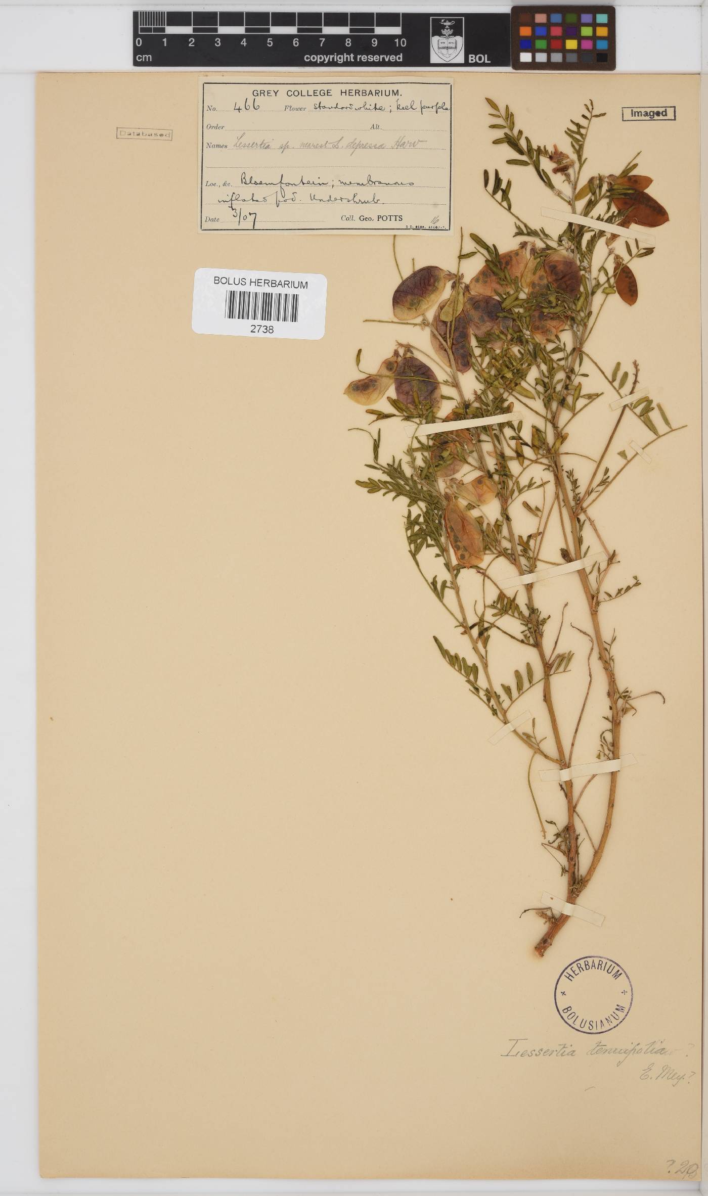 Lessertia tenuifolia image