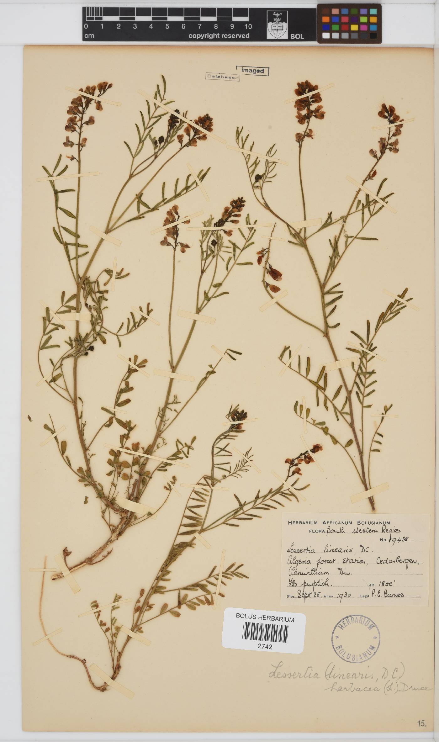 Lessertia herbacea image