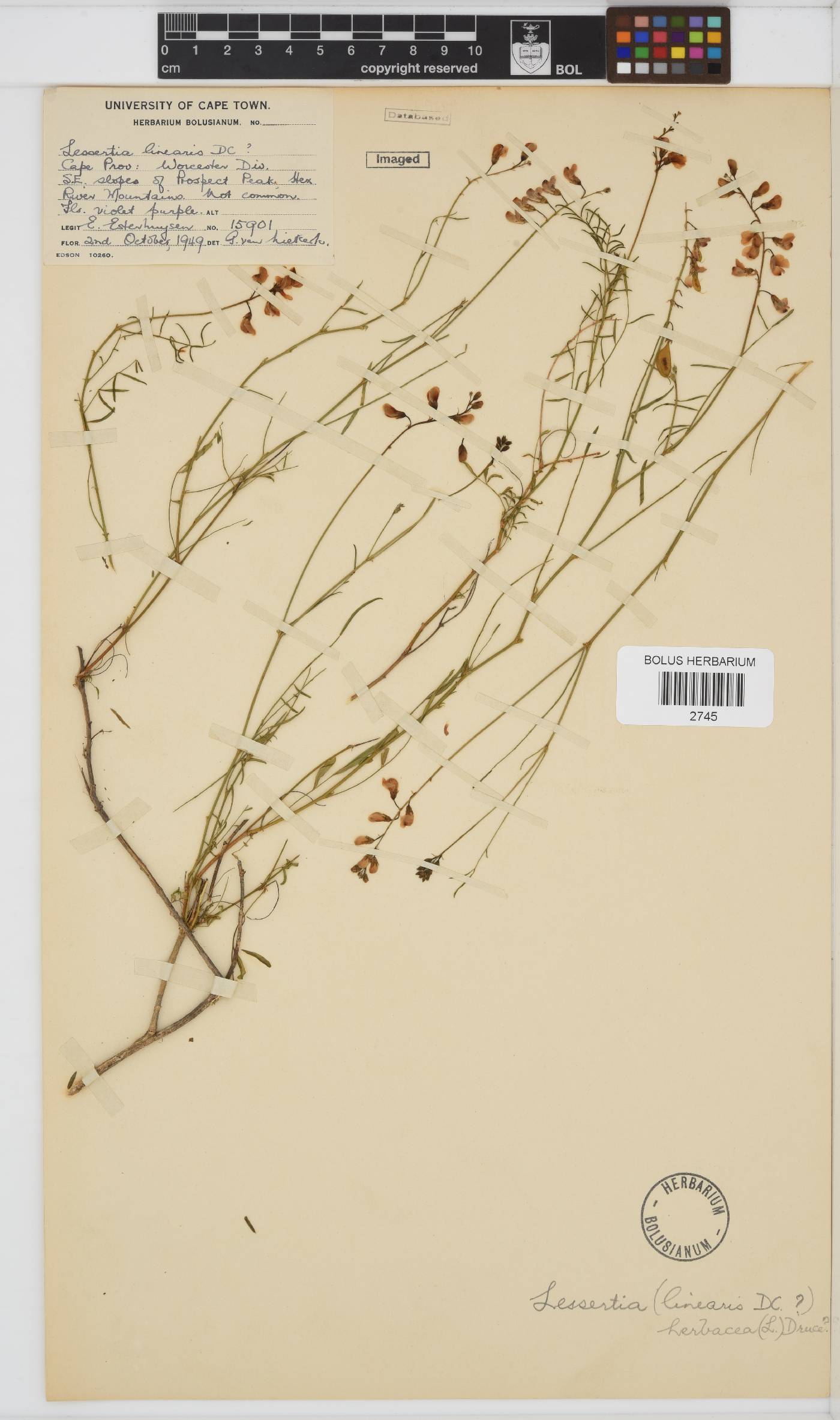 Lessertia herbacea image