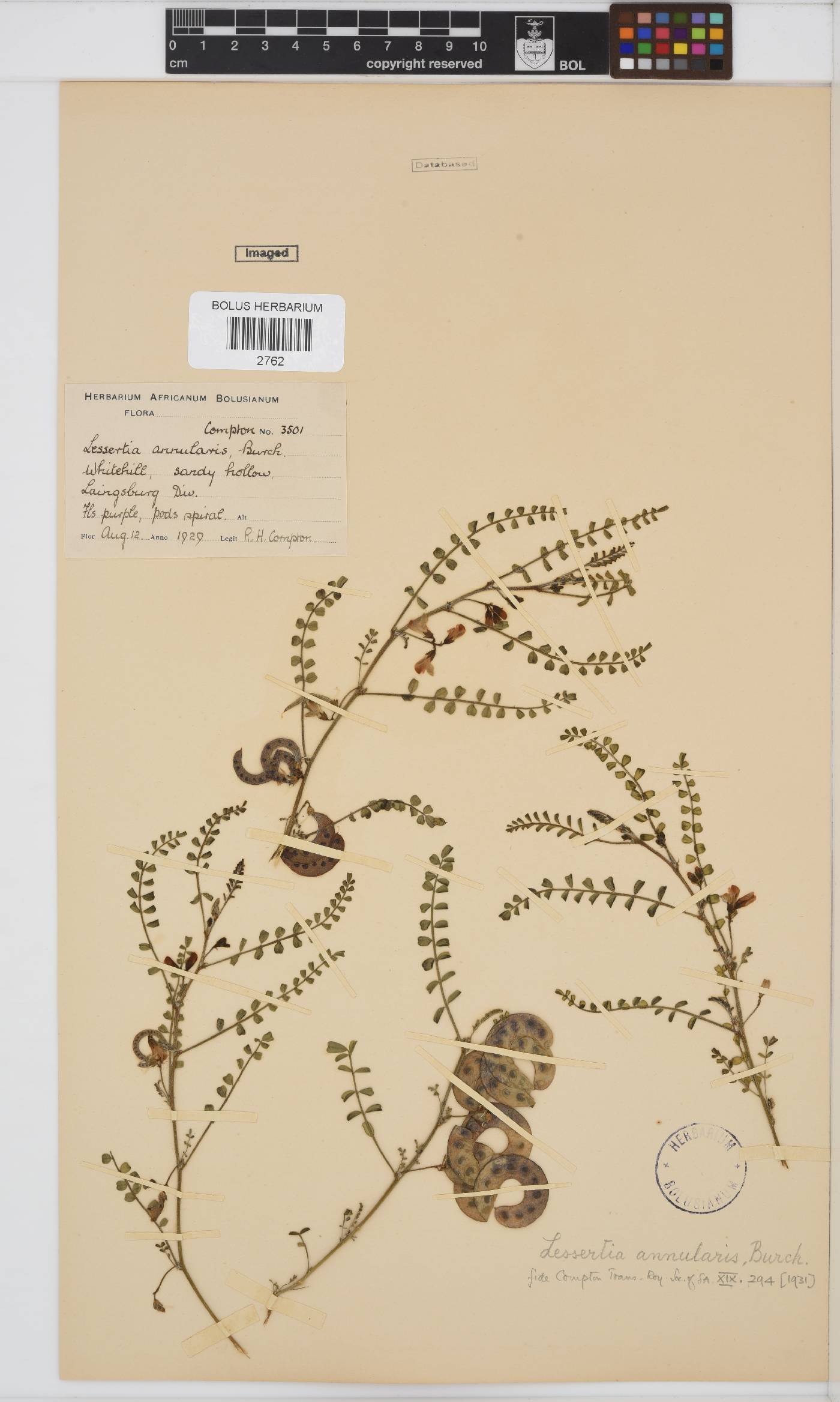 Lessertia annularis image