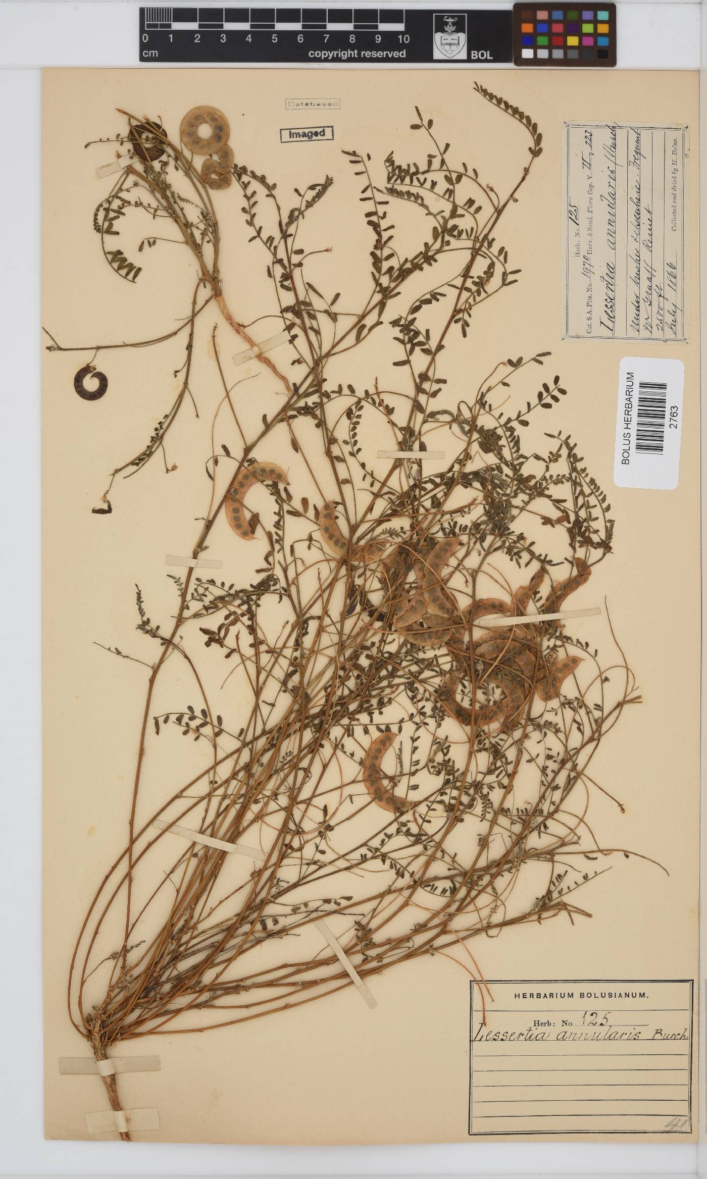 Lessertia annularis image