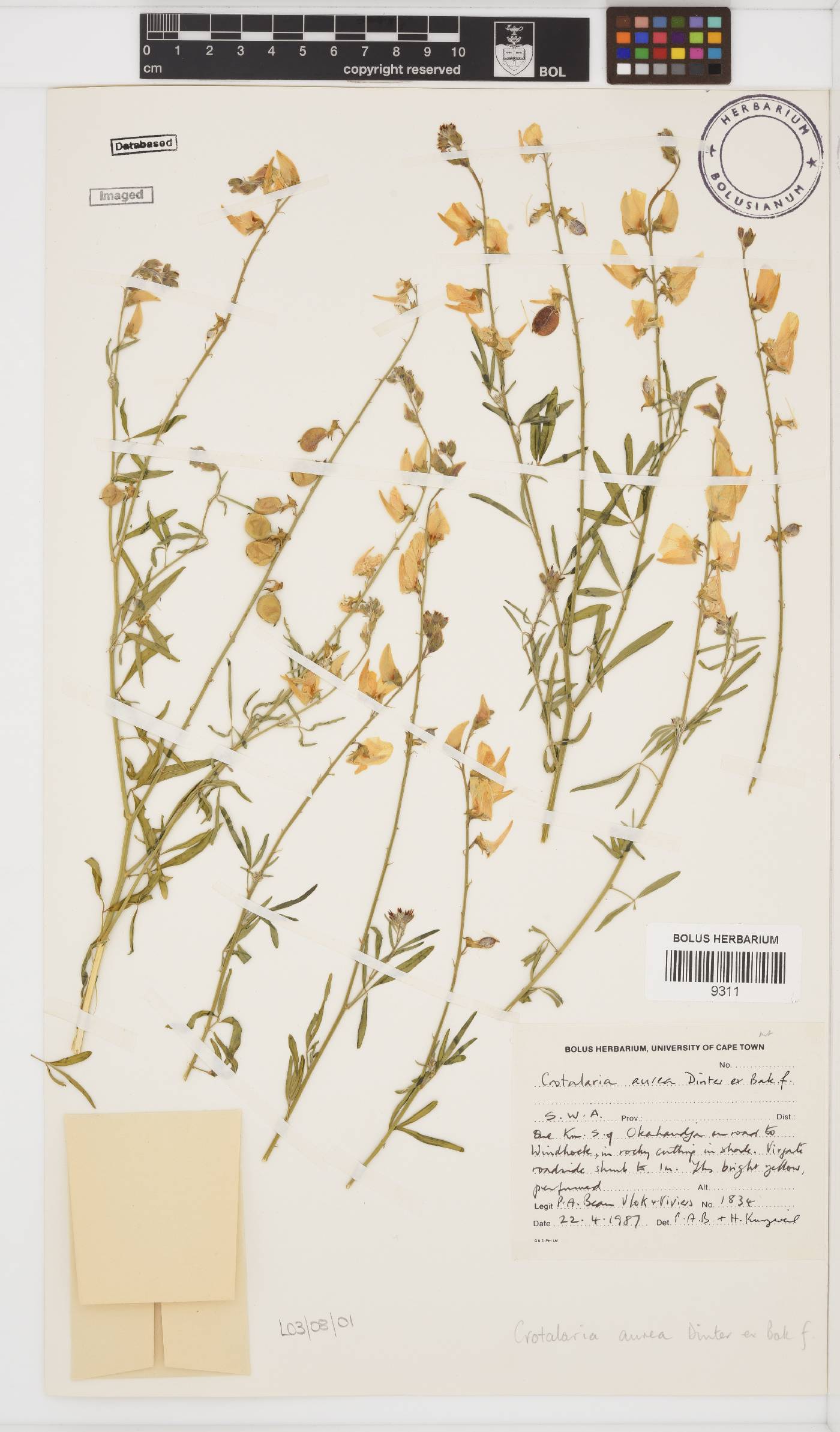 Crotalaria aurea image