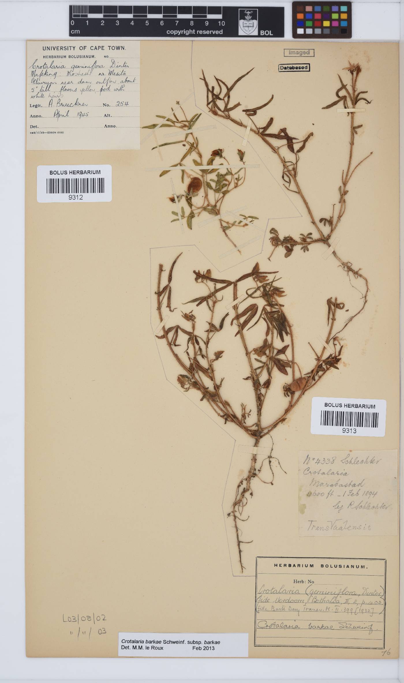 Crotalaria barkae subsp. barkae image