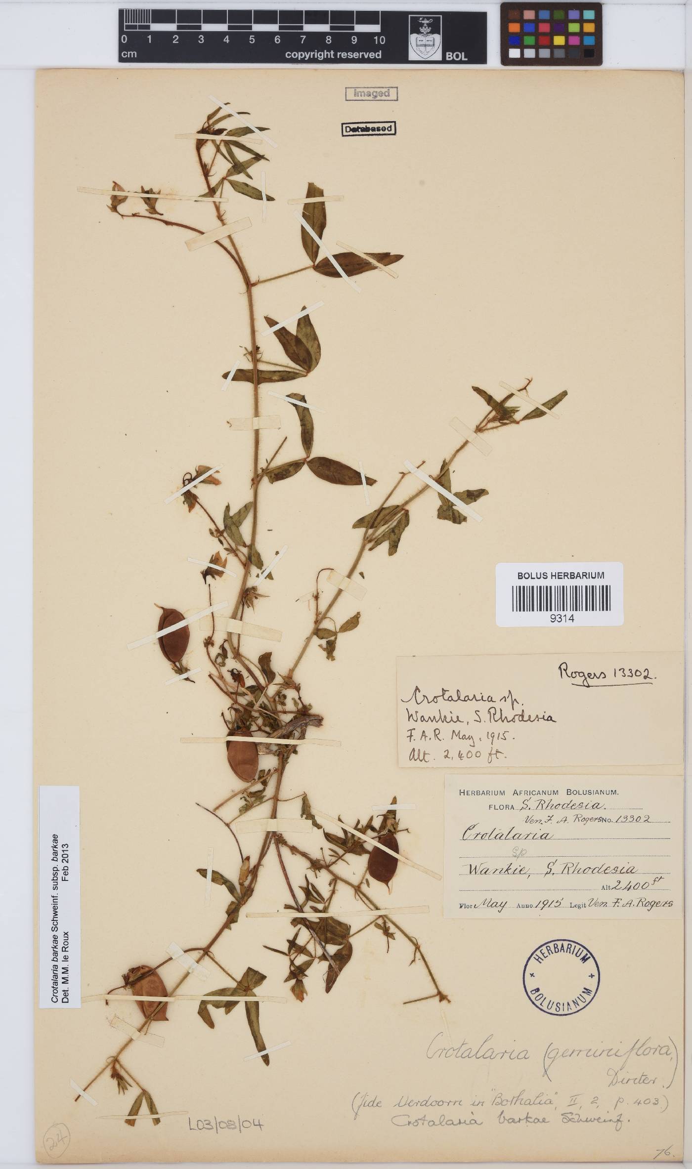 Crotalaria barkae image