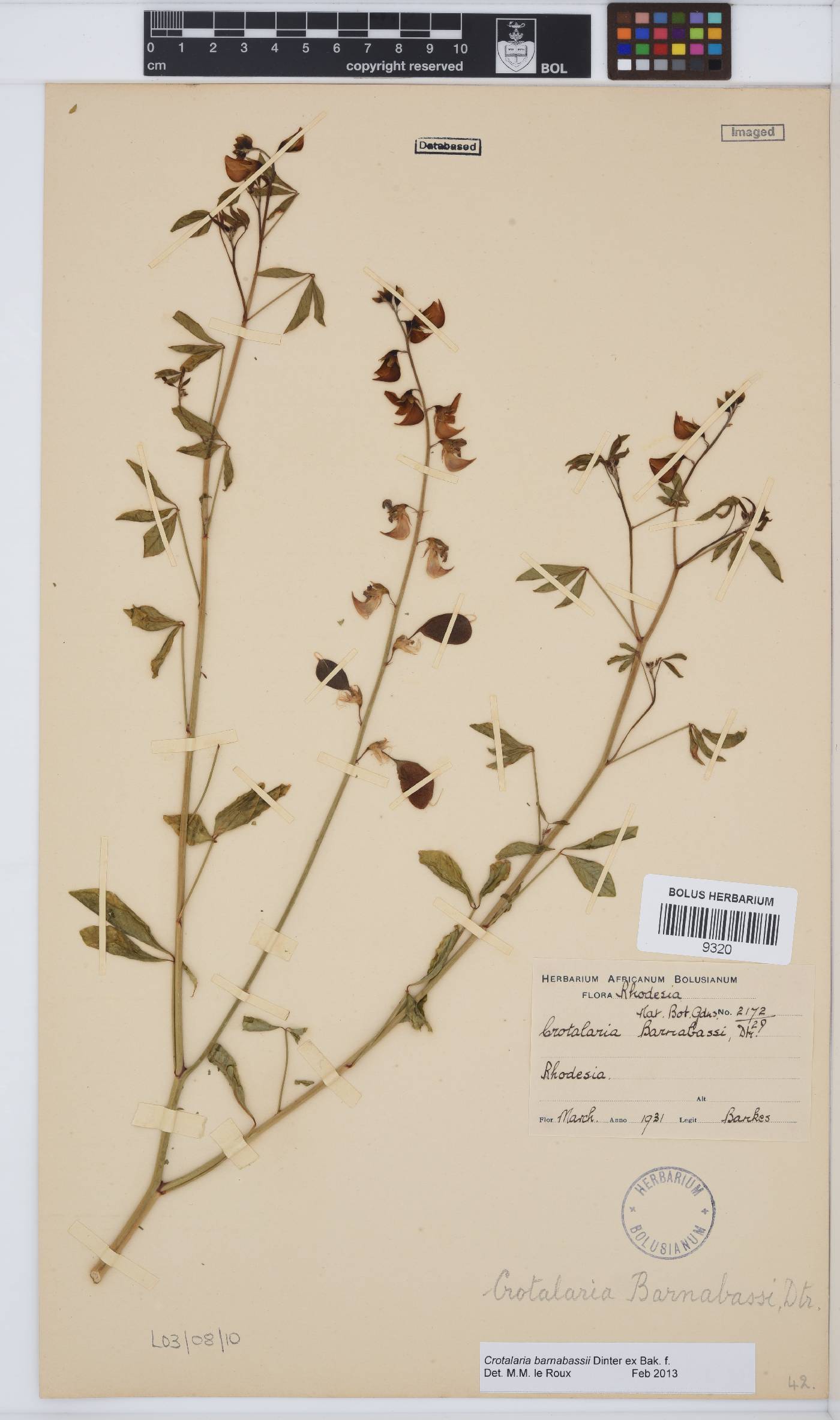 Crotalaria barnabassii image