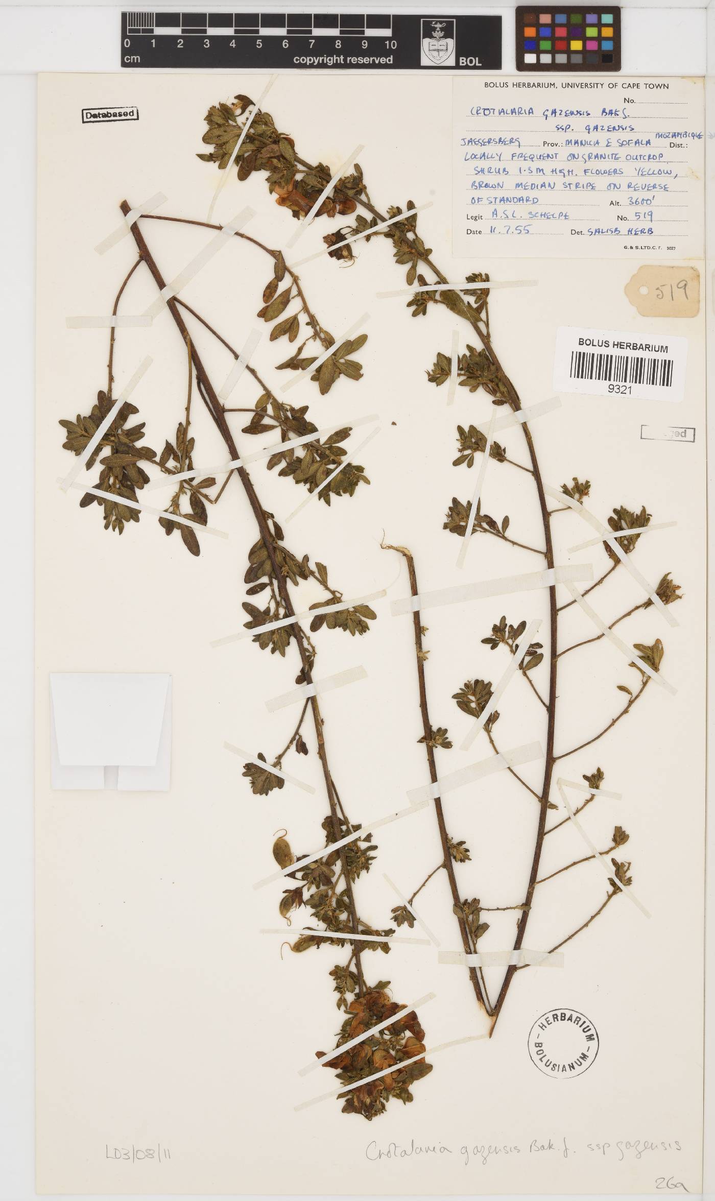 Crotalaria gazensis image