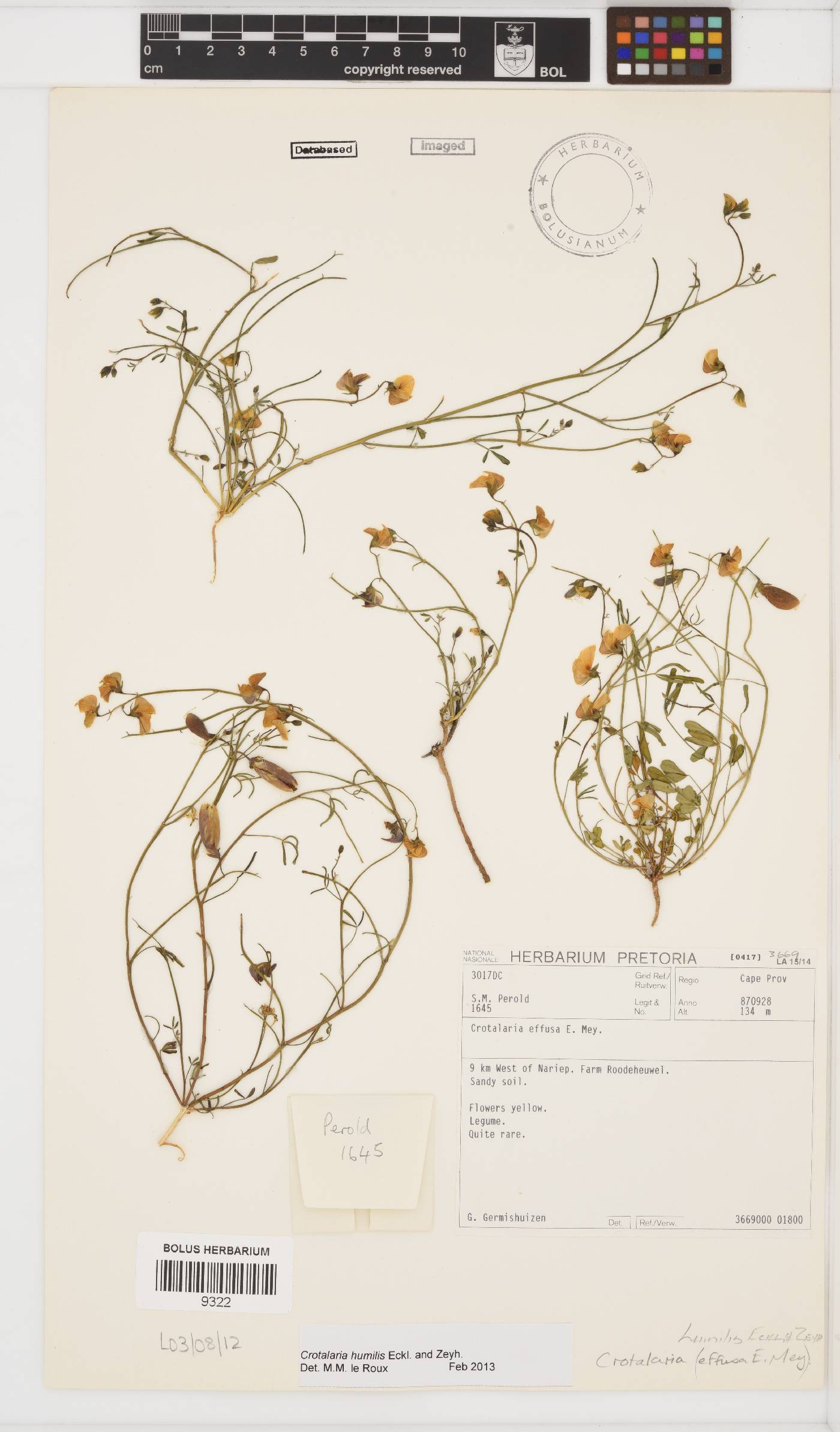 Crotalaria humilis image
