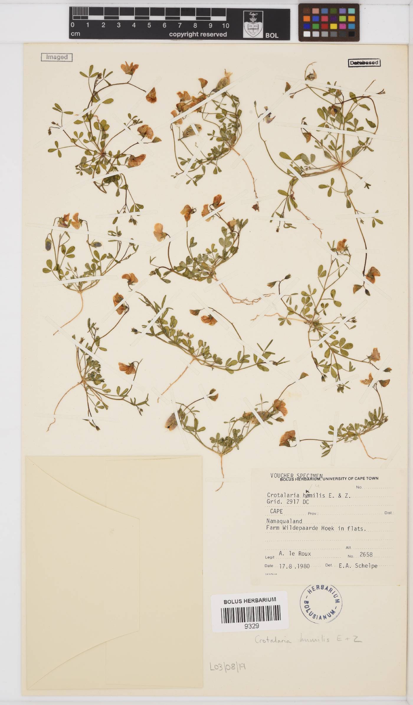 Crotalaria humilis image