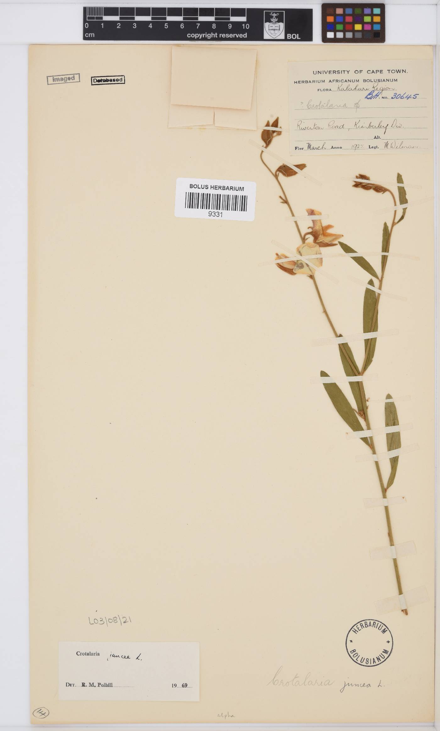 Crotalaria juncea image