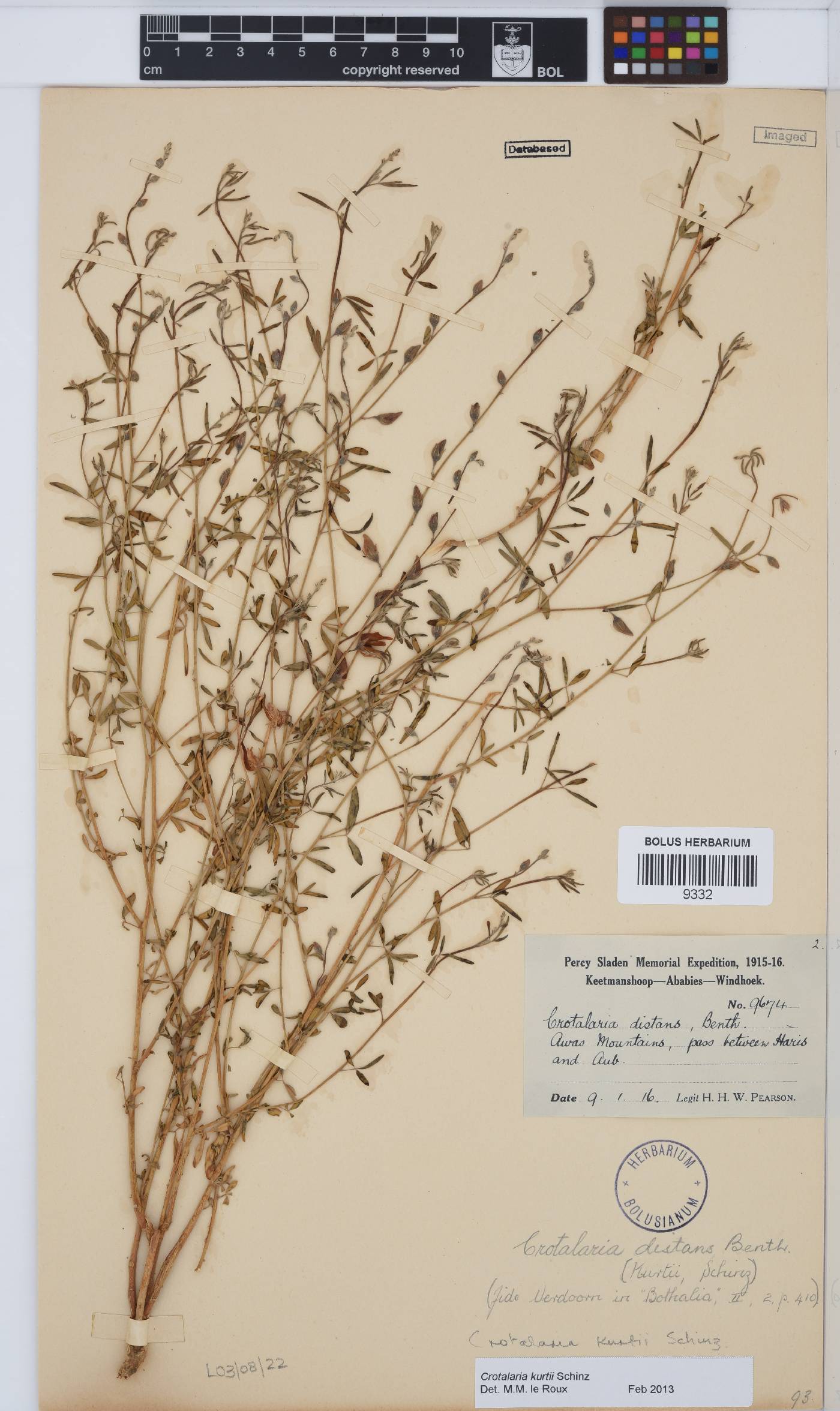 Crotalaria kurtii image