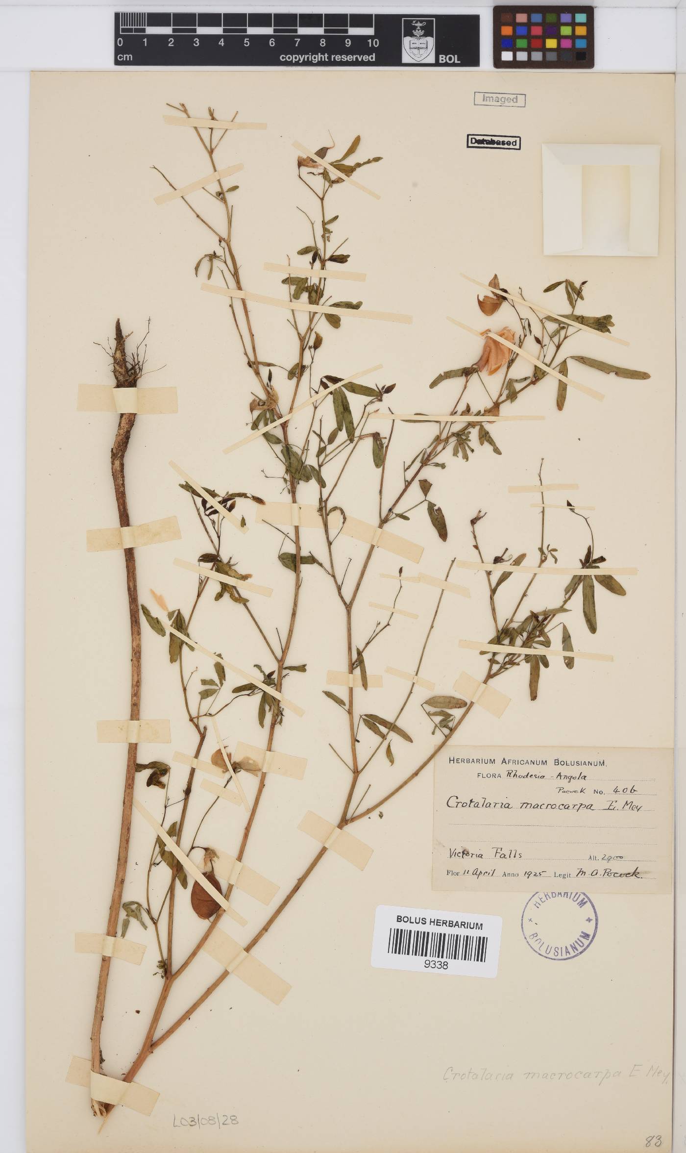 Crotalaria macrocarpa image