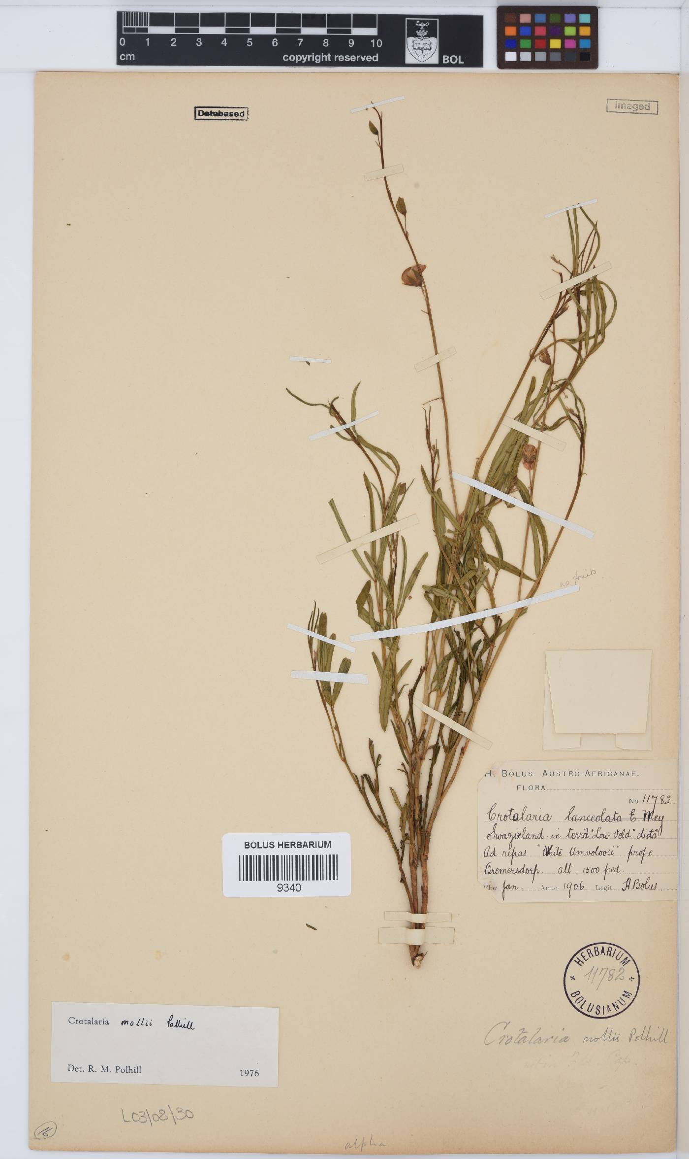 Crotalaria mollii image