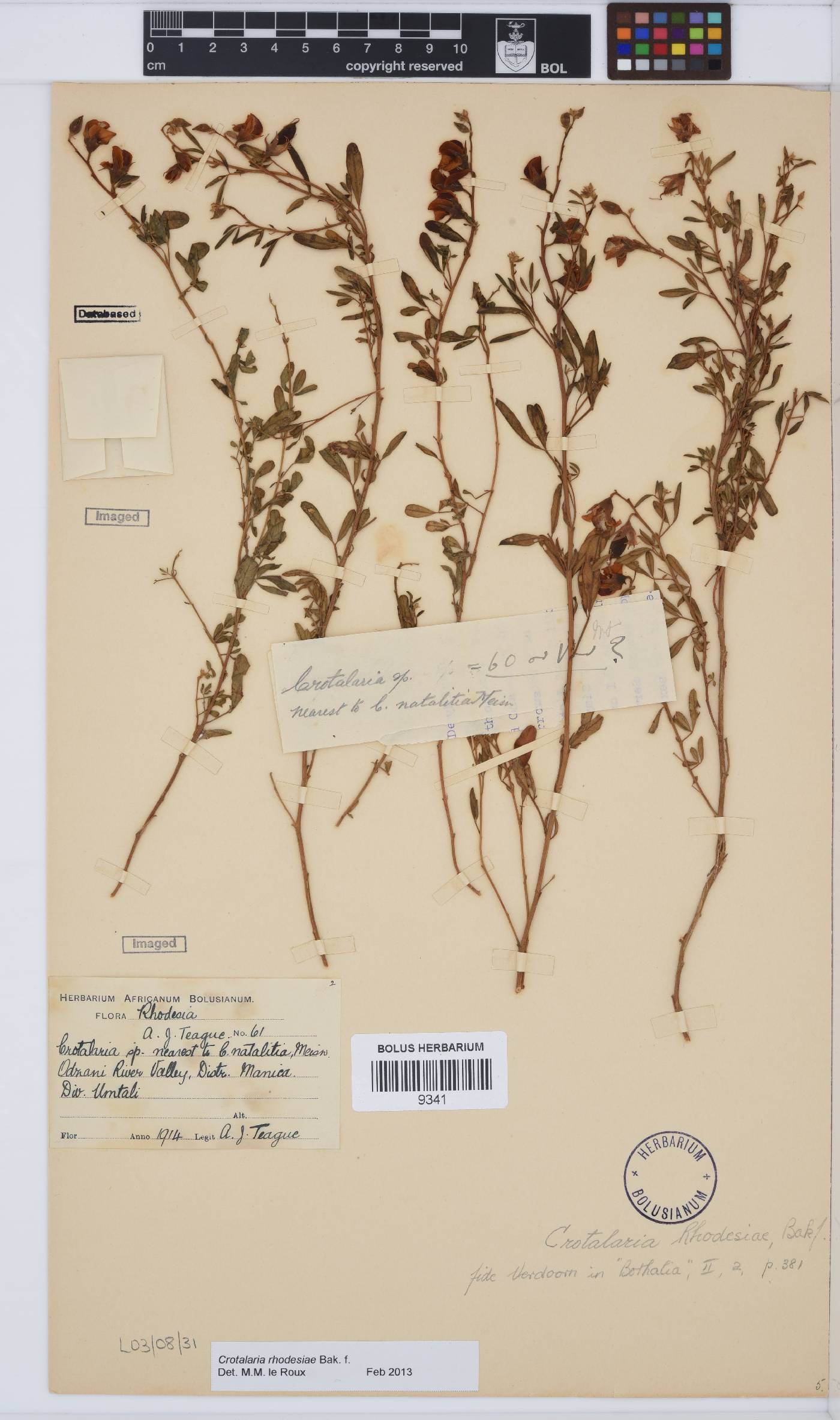 Crotalaria rhodesiae image