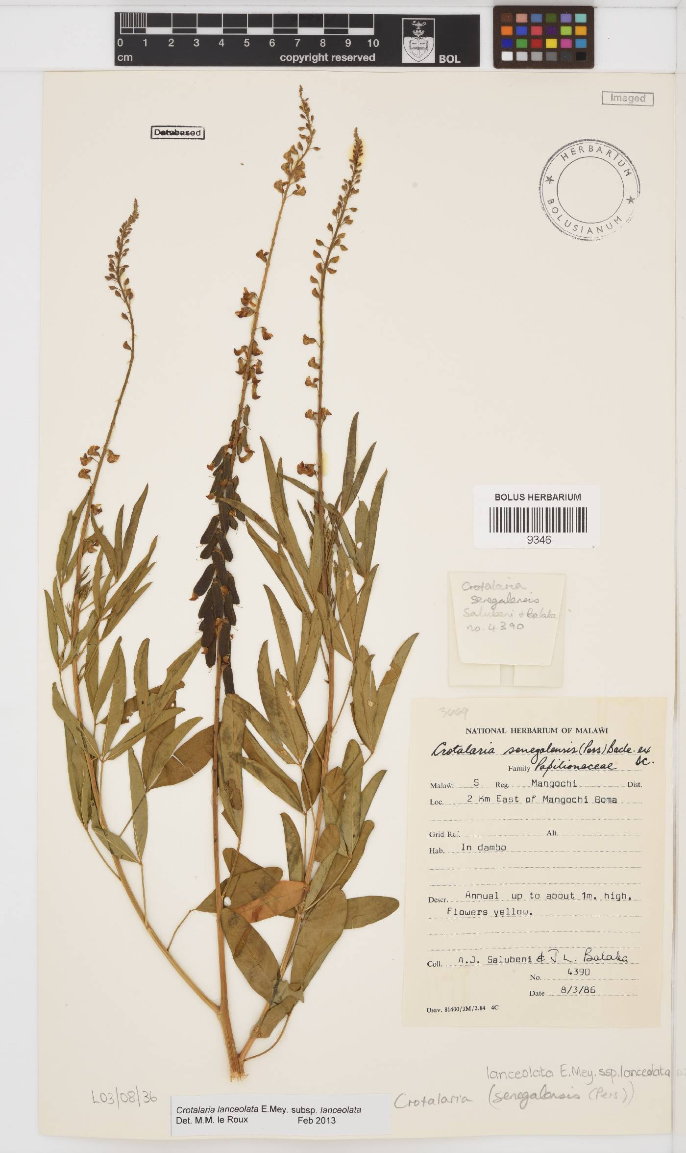 Crotalaria lanceolata image