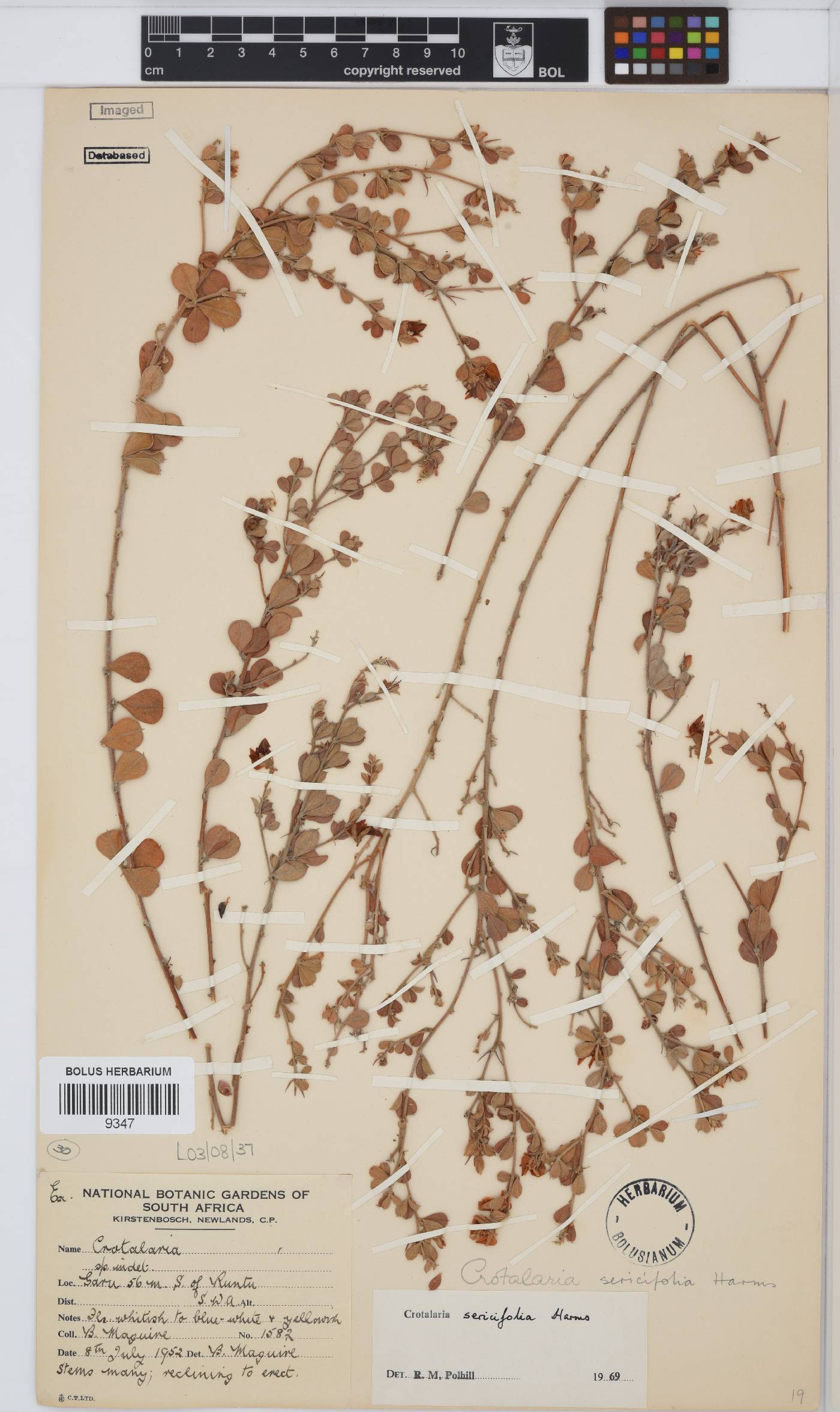 Crotalaria sericifolia image