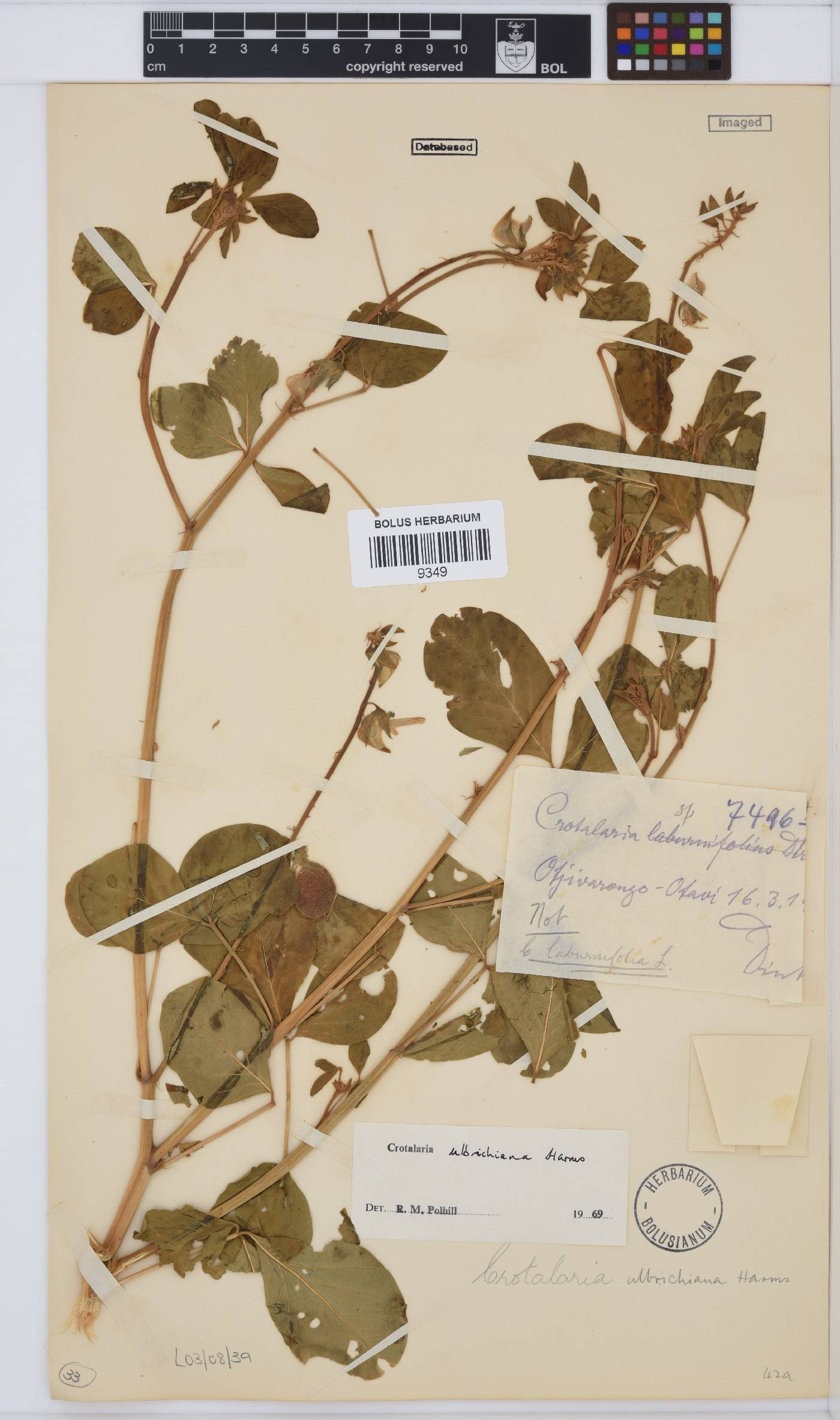 Crotalaria ulbrichiana image