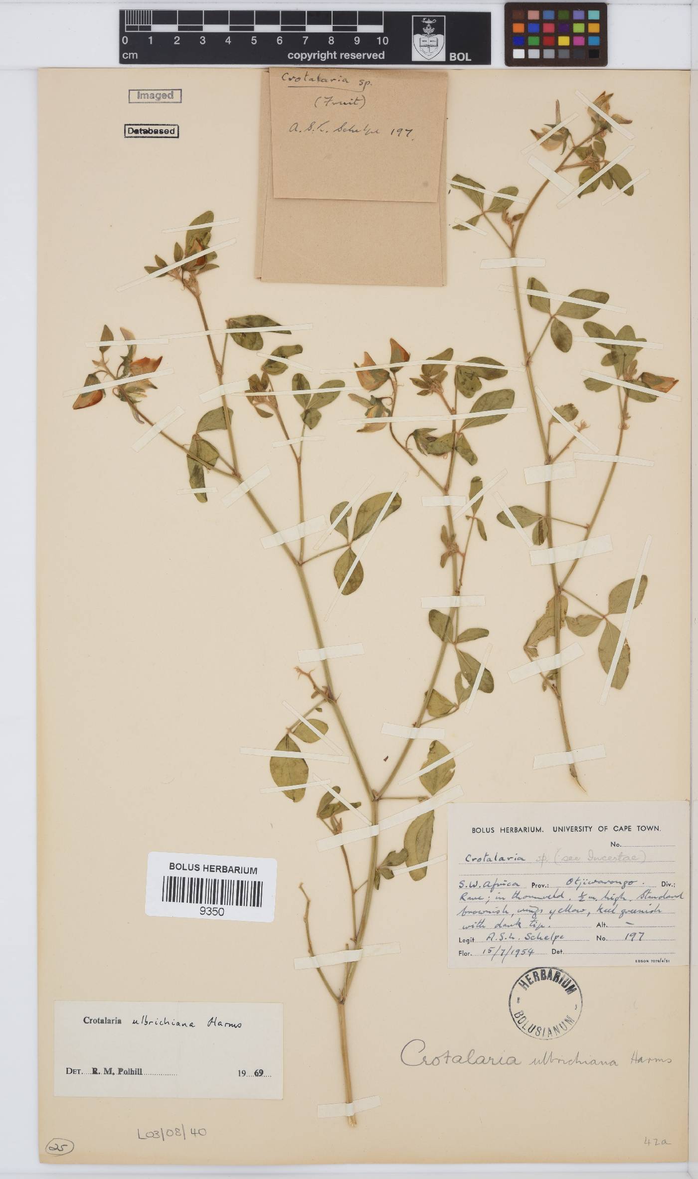 Crotalaria ulbrichiana image