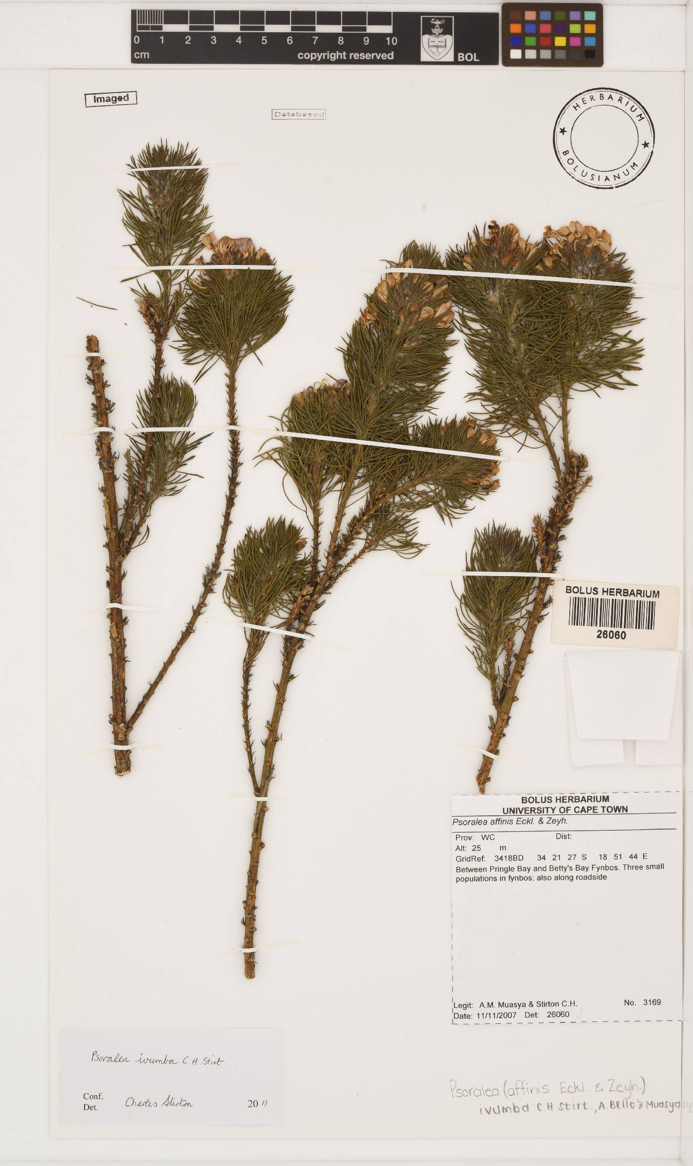 Psoralea ivumba image