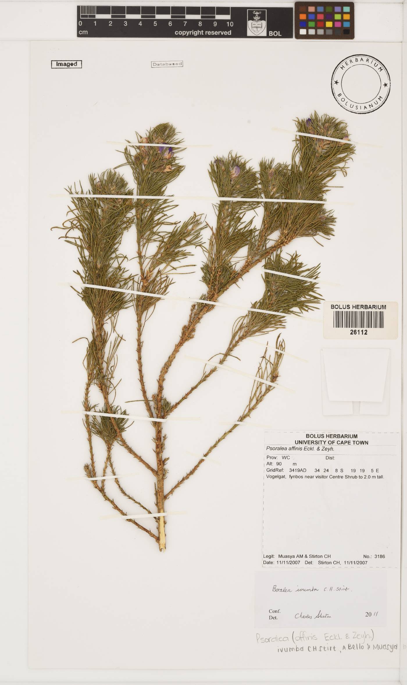 Psoralea ivumba image