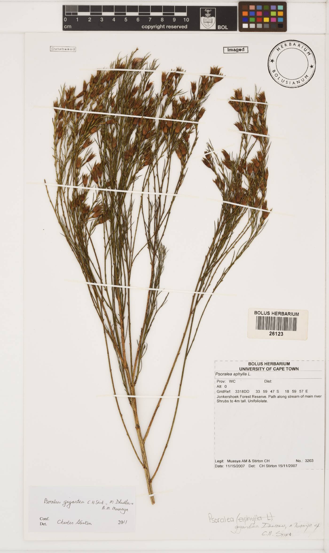 Psoralea gigantea image