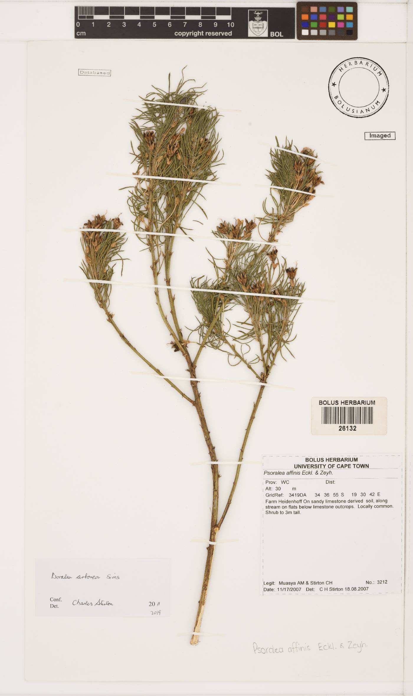 Psoralea arborea image