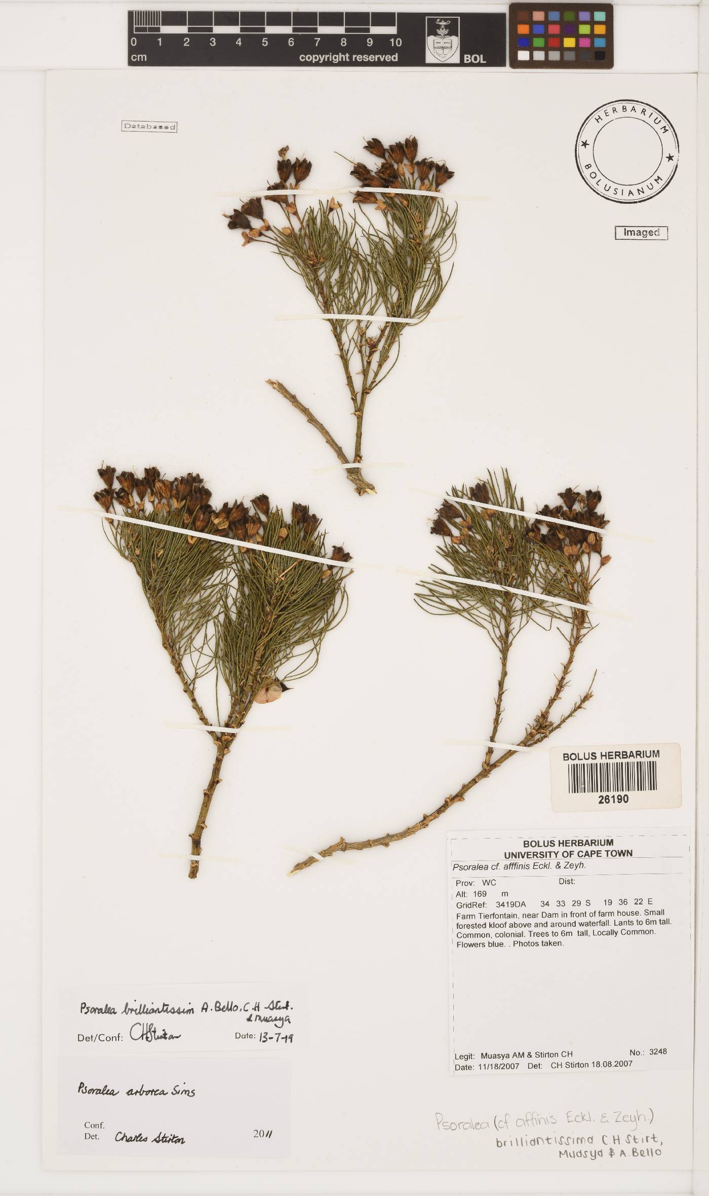 Psoralea brilliantissima image