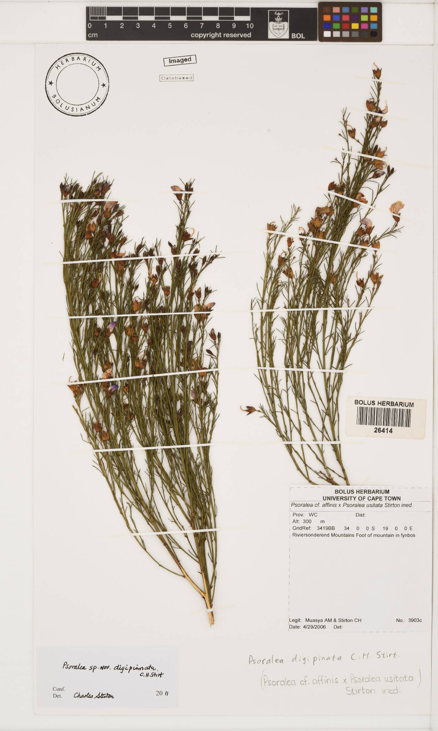 Psoralea digipinnata image