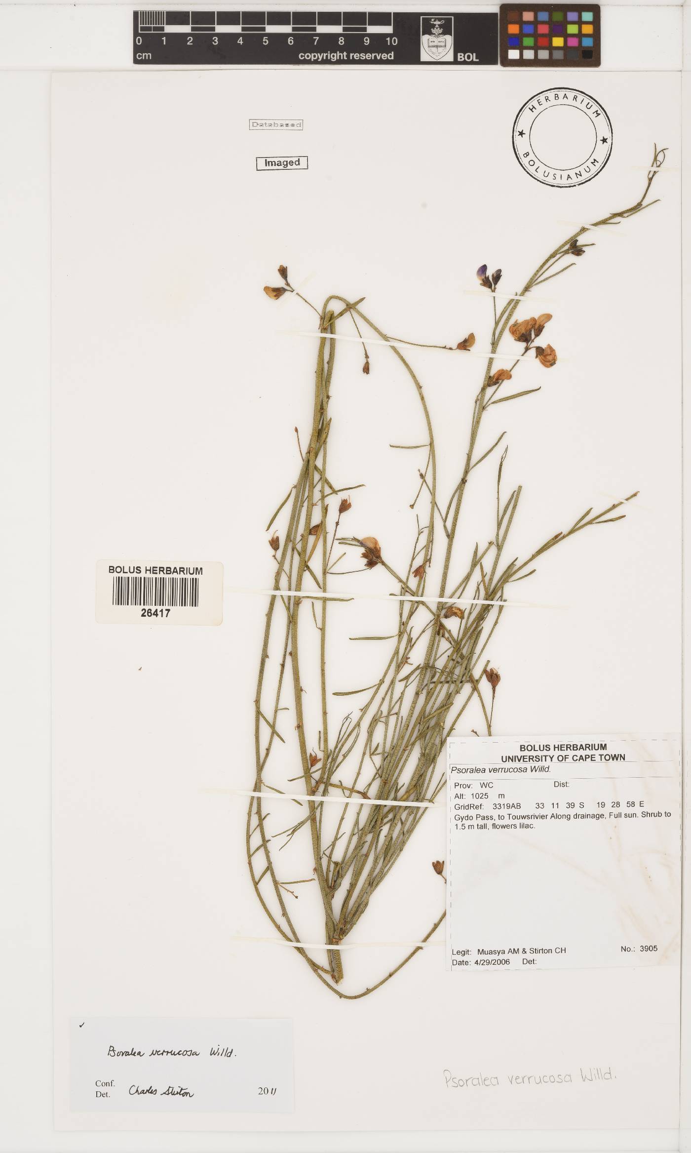 Psoralea image