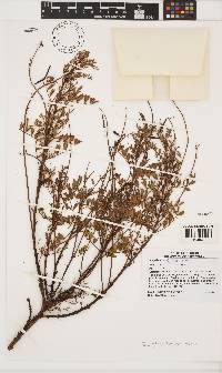 Indigofera filifolia image