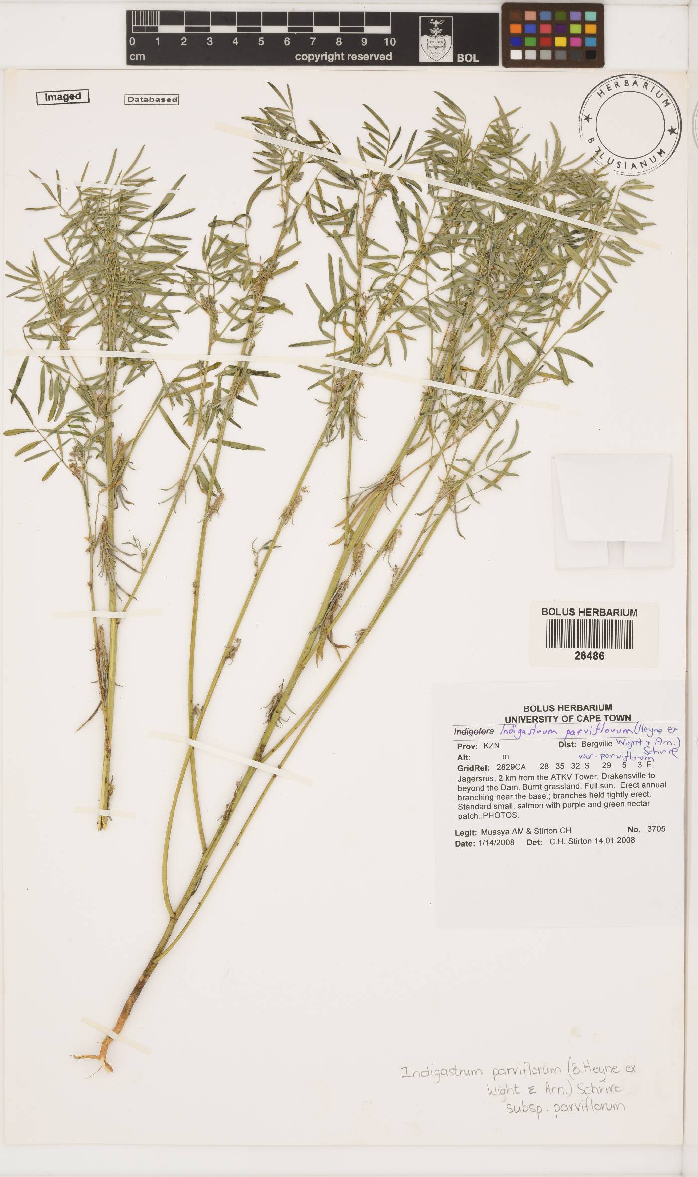 Indigastrum parviflorum subsp. parviflorum image